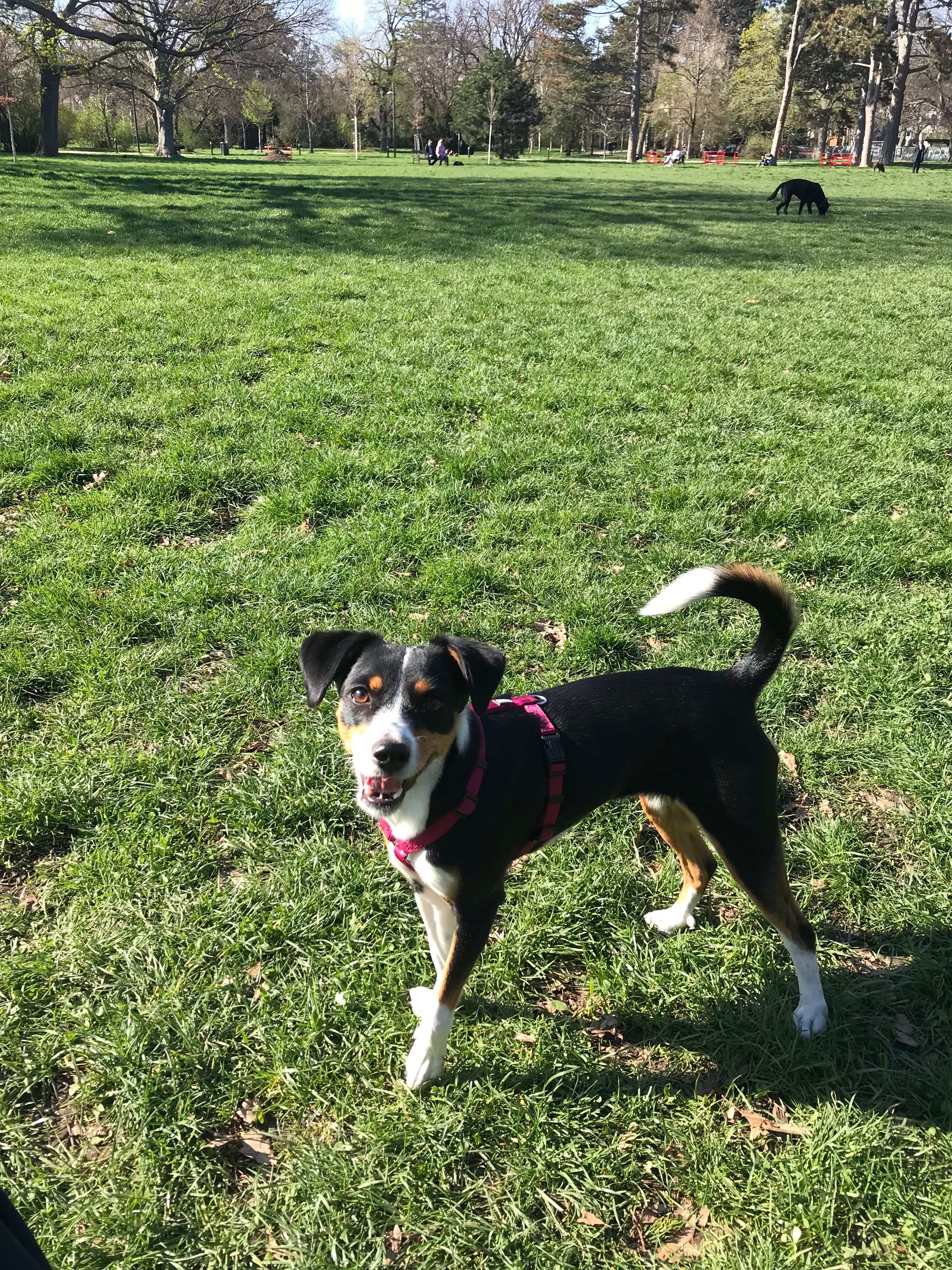 Brina - Kobingergasse, Wien