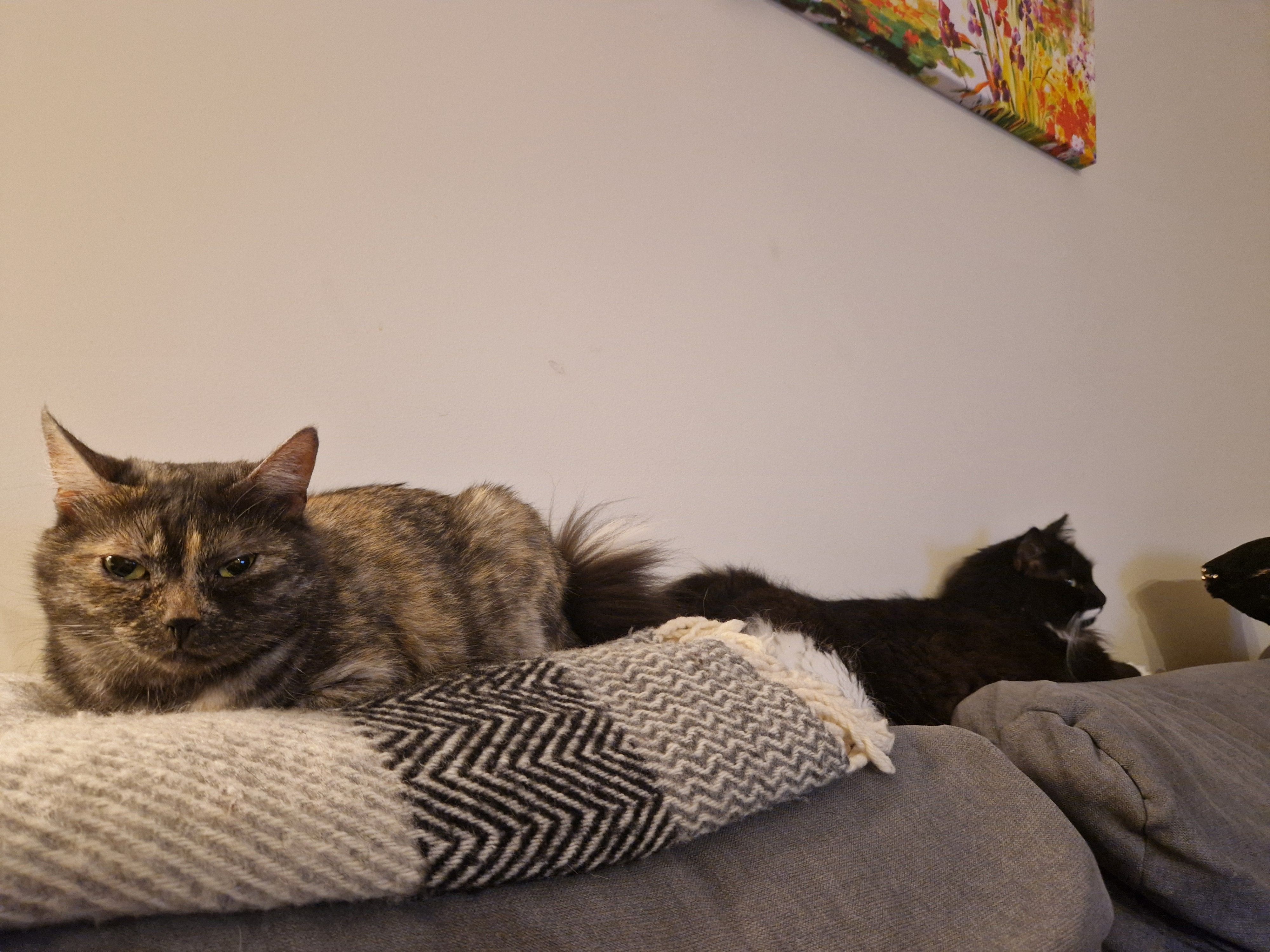 Pipa - Mikėnų Aklg., Kaunas