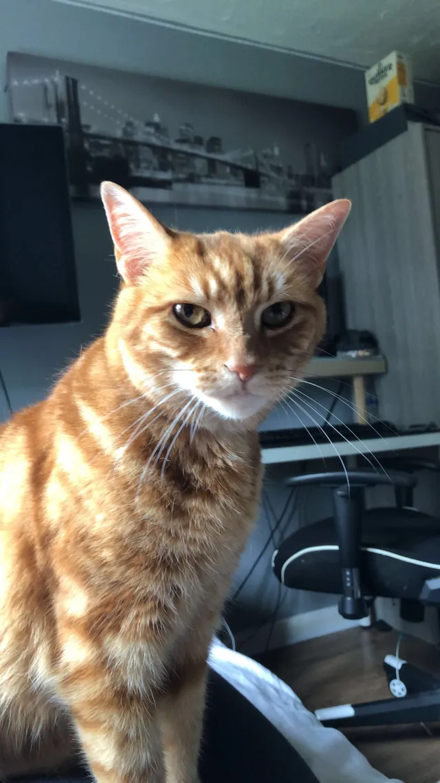 Casper - Prince Rupert Avenue, Kettering