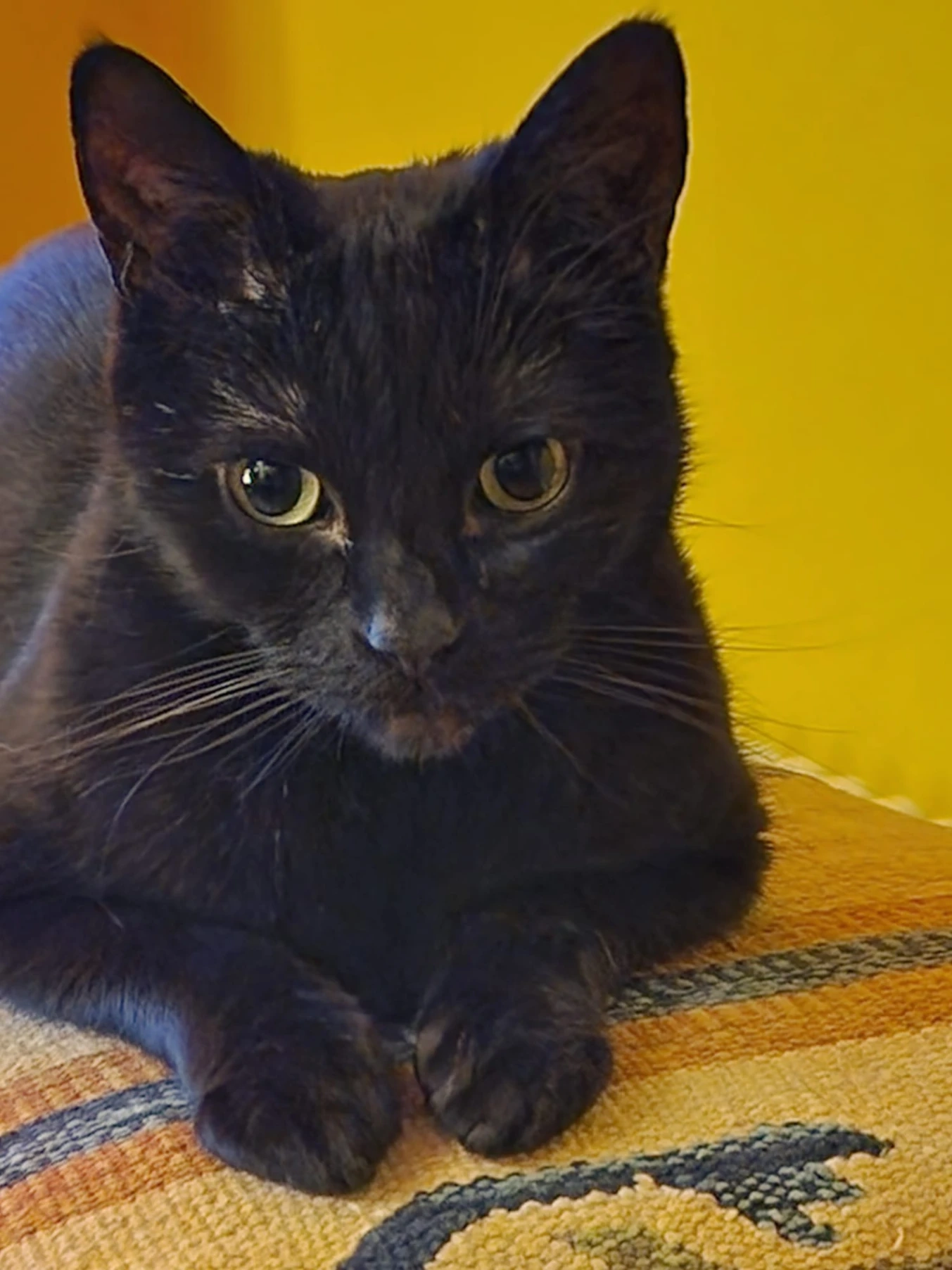 Loki - Meadowbank Terrace, Edinburgh