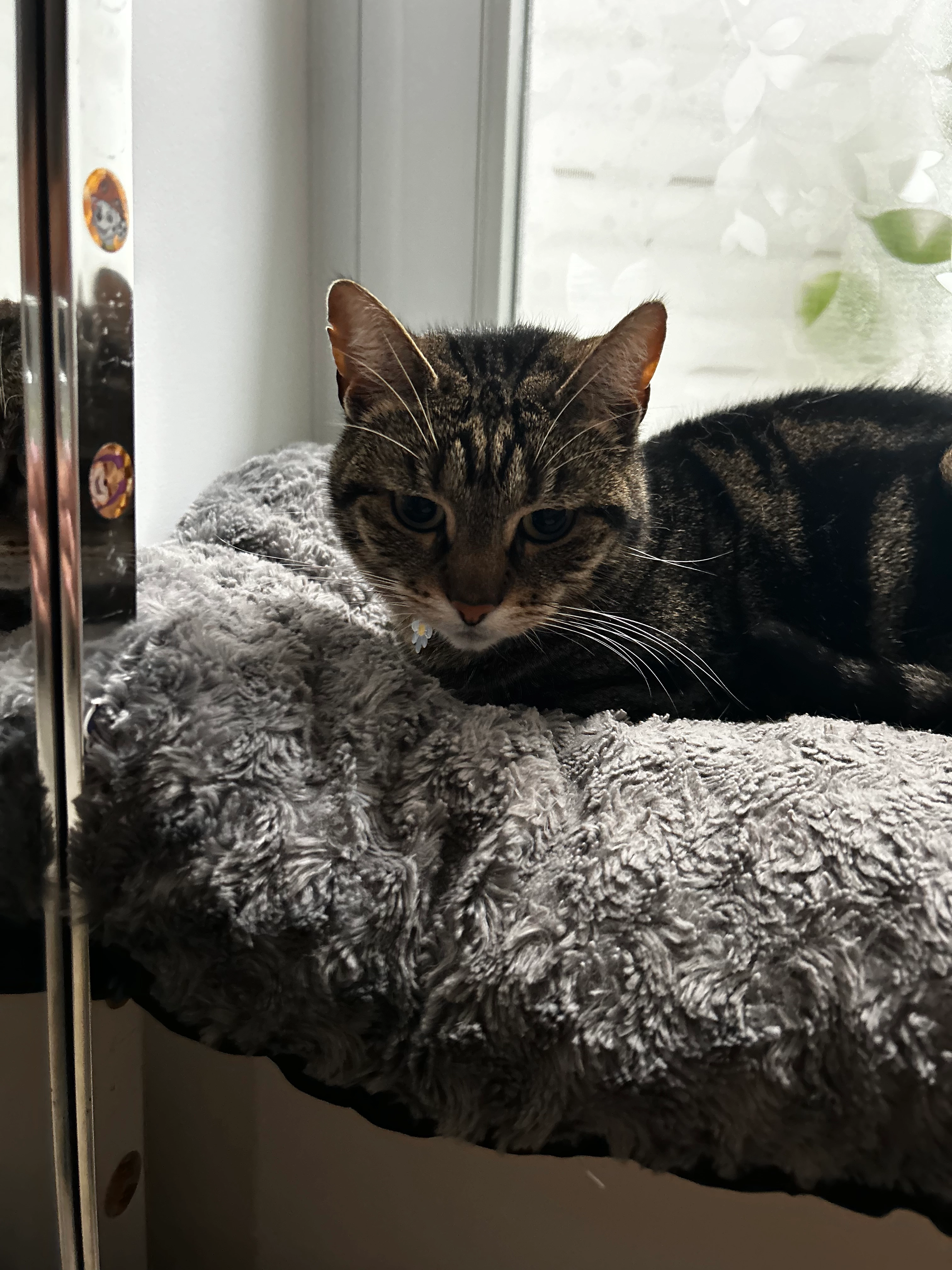 Poupoune - 24 Rue Frédéric Kuhlmann, Colmar