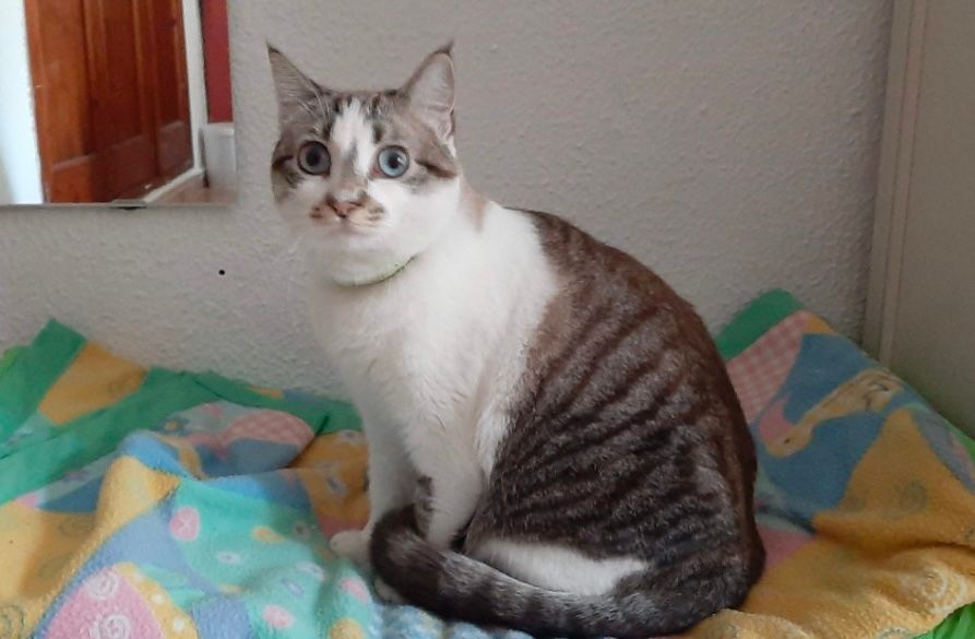 Moon  - Carrer De La Mar Egea, Palma