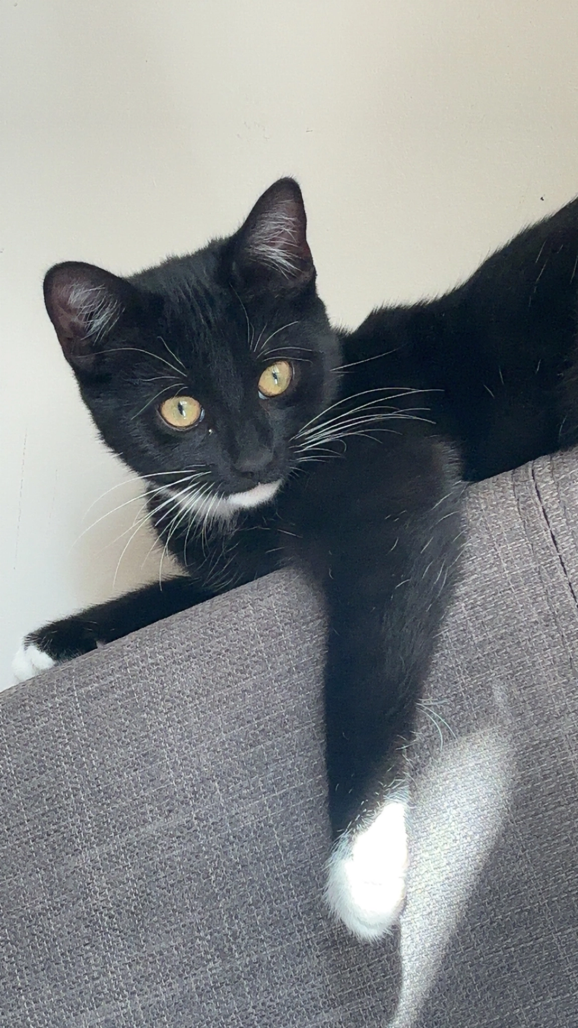 Ronnie - Woodland Drive, Hull