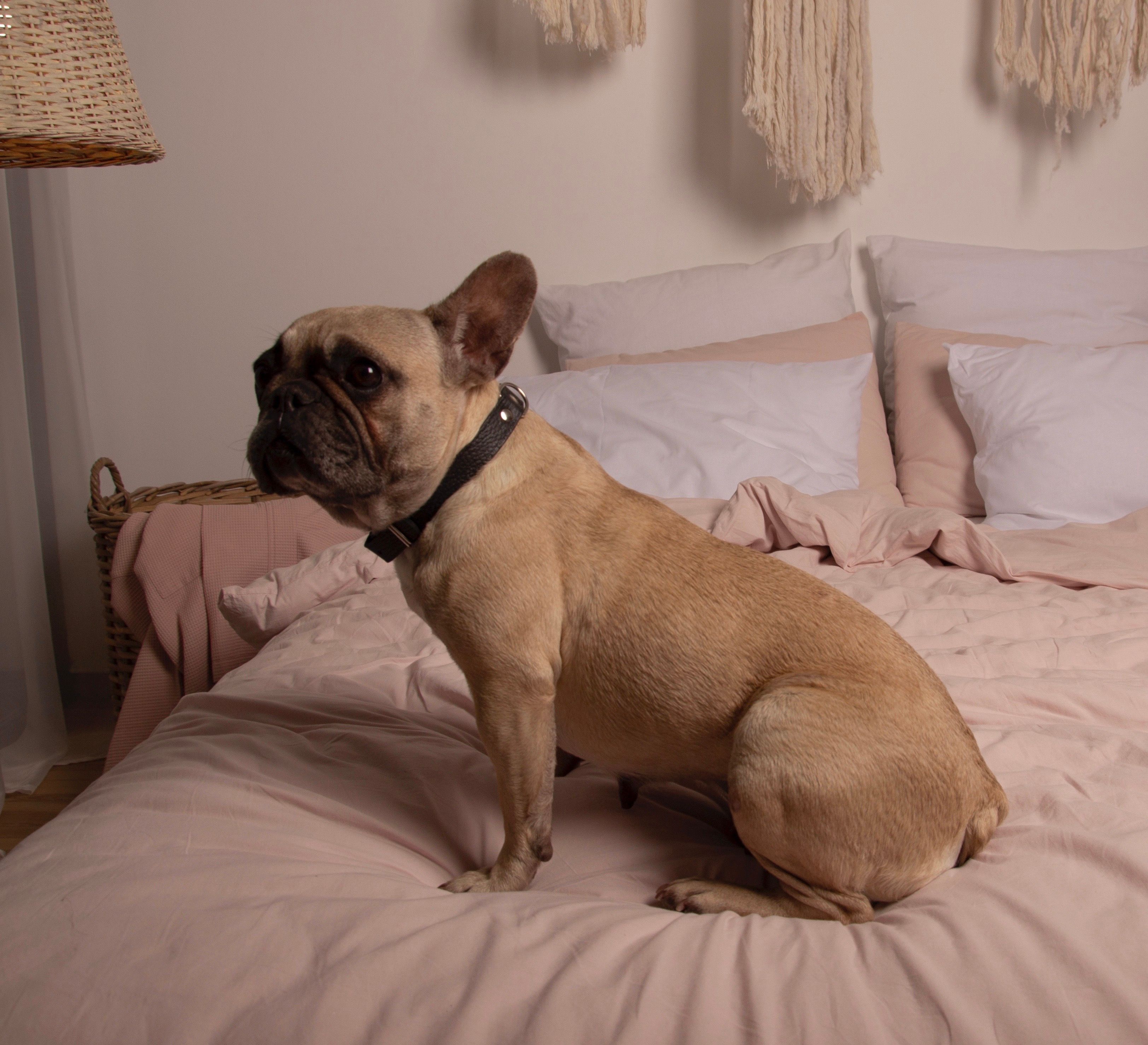 Merry - Kosmonavtiv vulytsia, Nizhyn