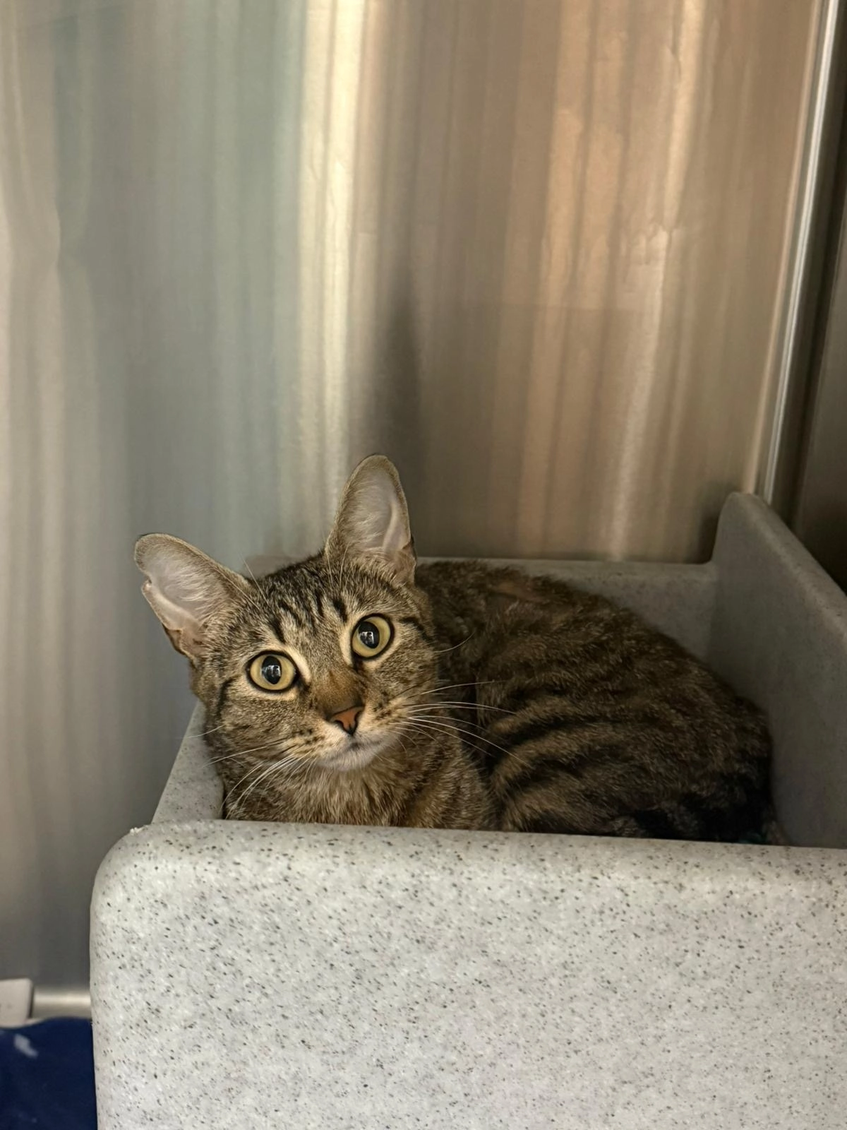 Willow  - Rochester Avenue, Rochester