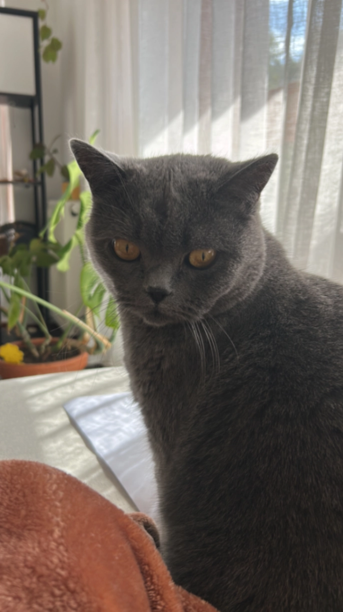 Salie - MΓΆrfelden-Walldorfplein 509, Wageningen-Hoog