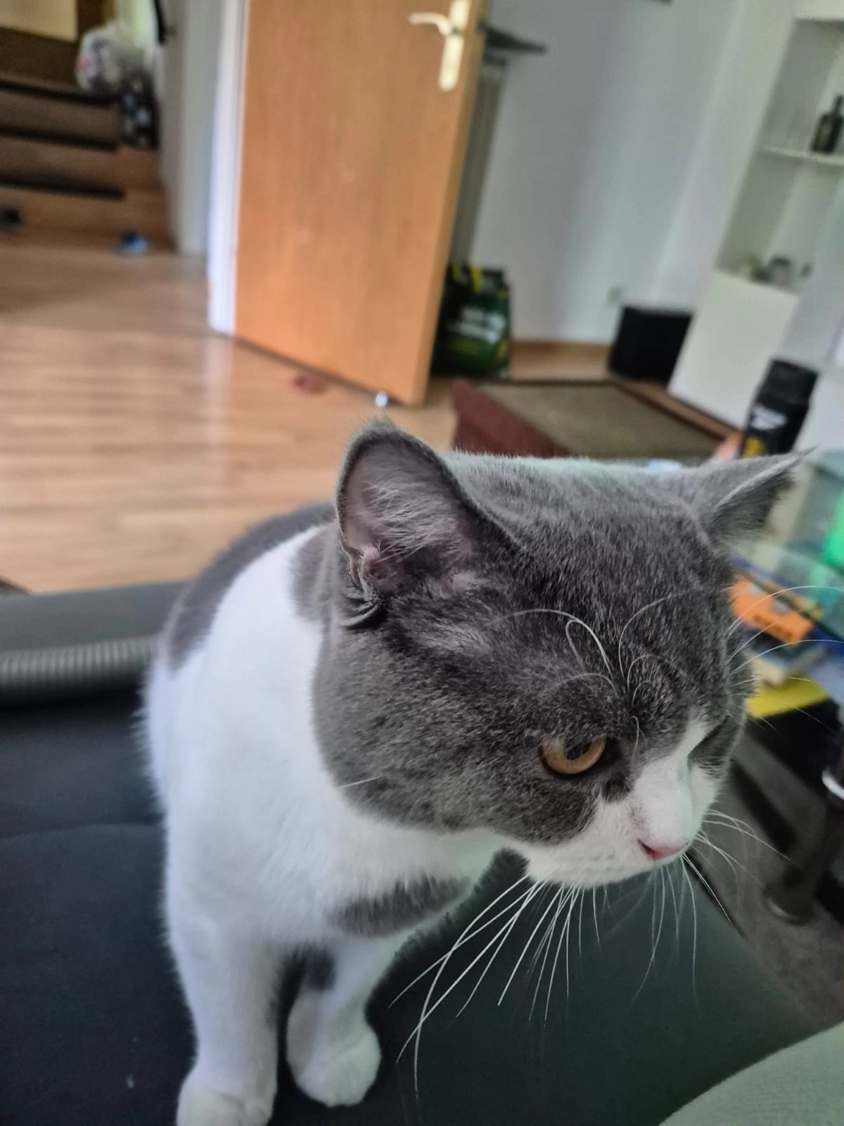 Simba - Die Reihe, Rinteln