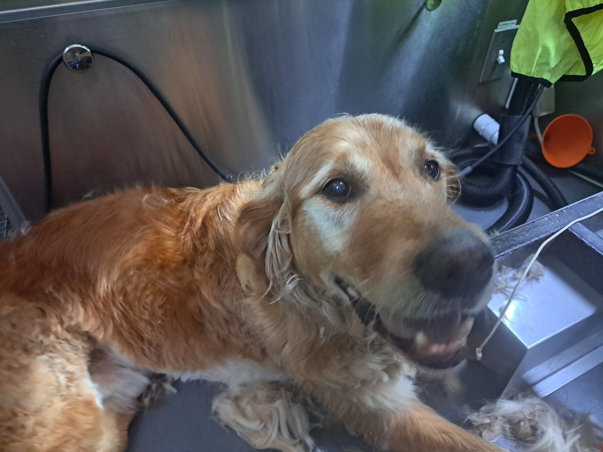 Bobby - Zandpad, Breukelen