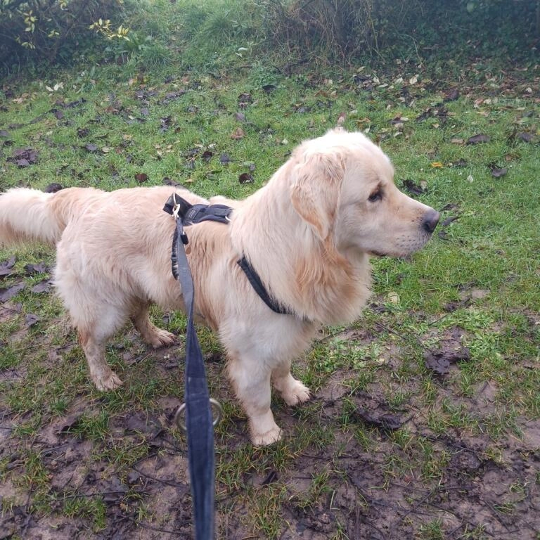 Ufo - Rue des Grandes Garennes, Berck