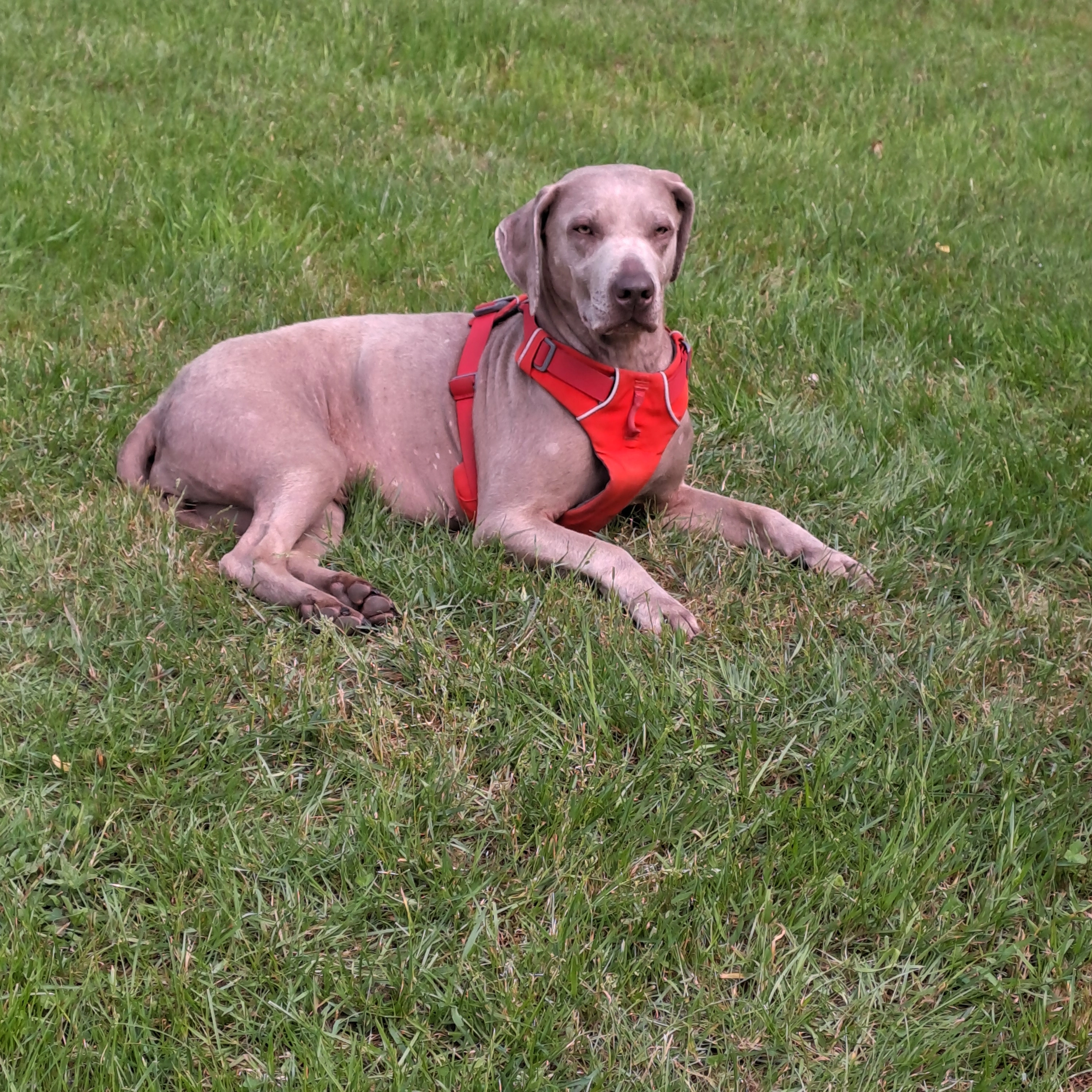 Ronja (Nika) - Mindener Straße, Bad Oeynhausen