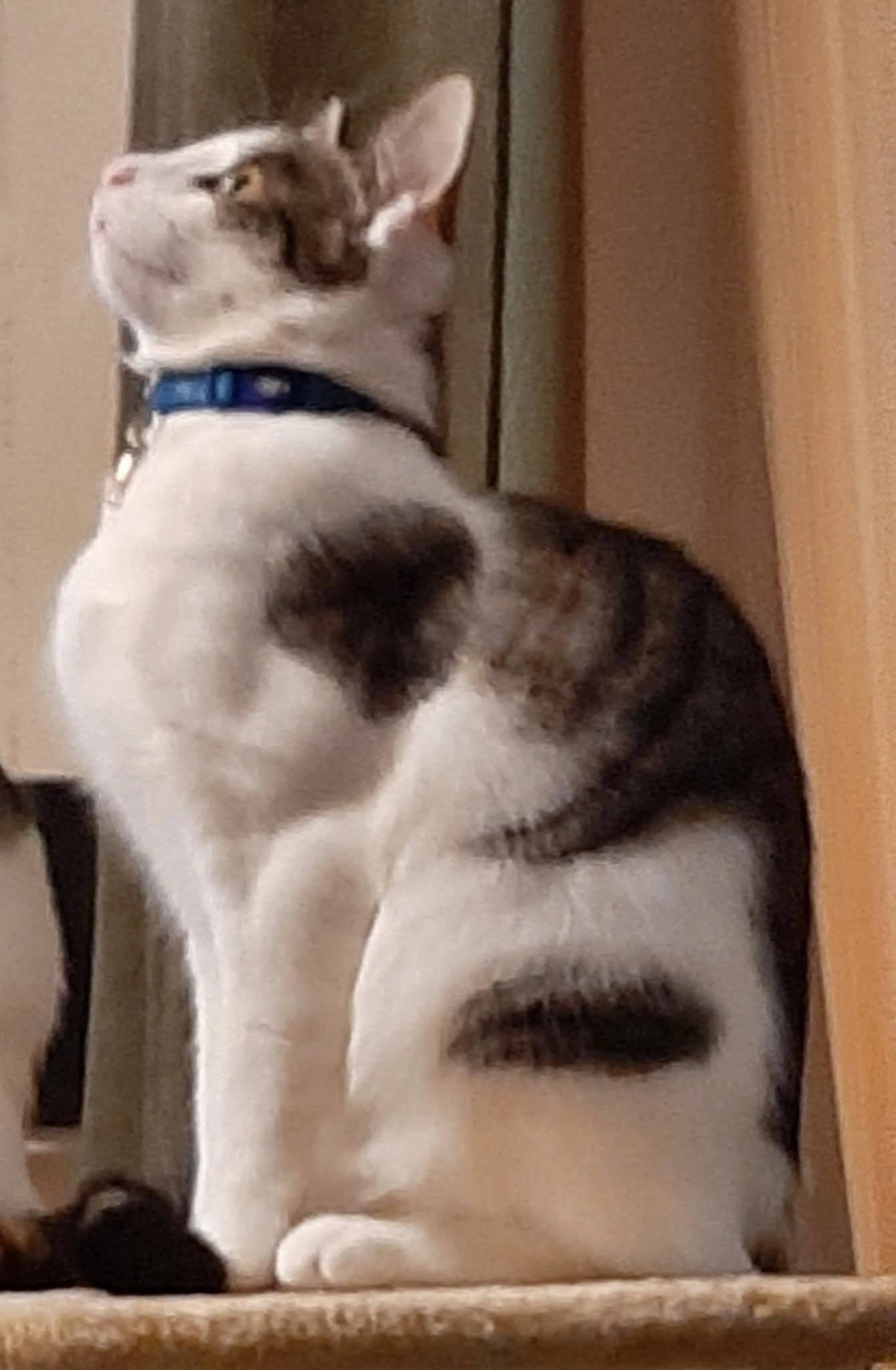 Buddy - Melbourne Avenue, Ramsgate