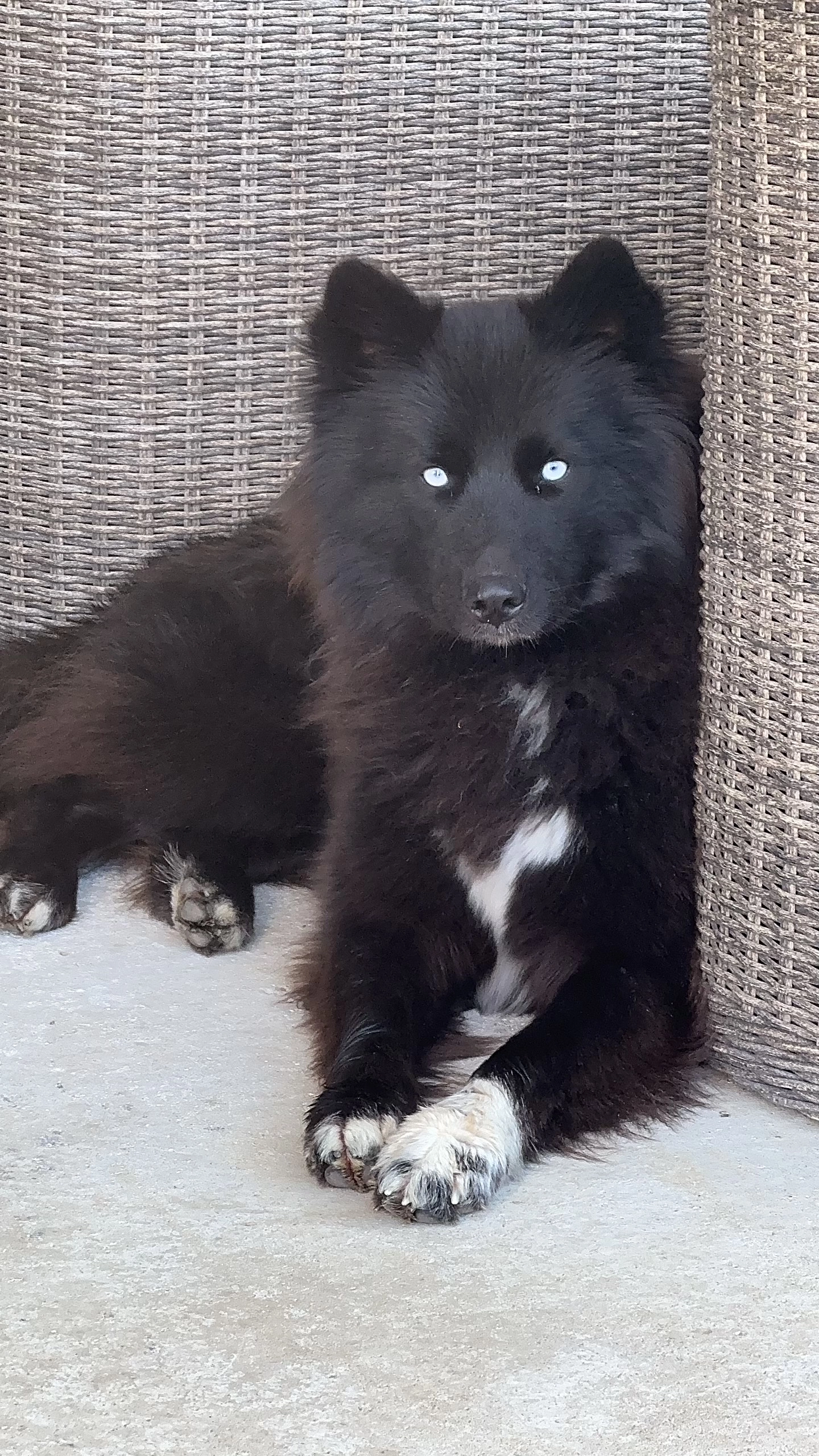 Luna - Route de Saint-Clar, Saint-Lys