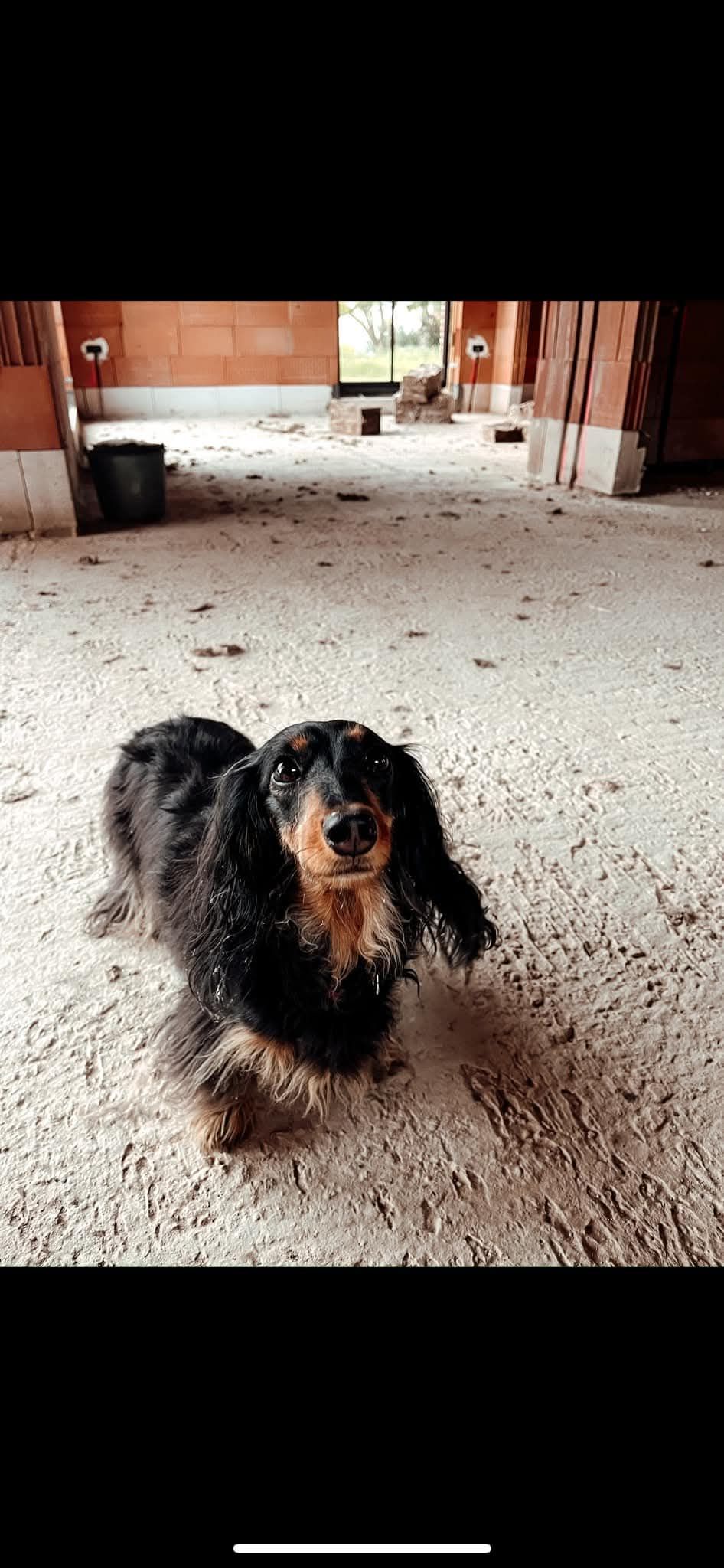 Wolf - Zandhaag 8, Hamont-Achel