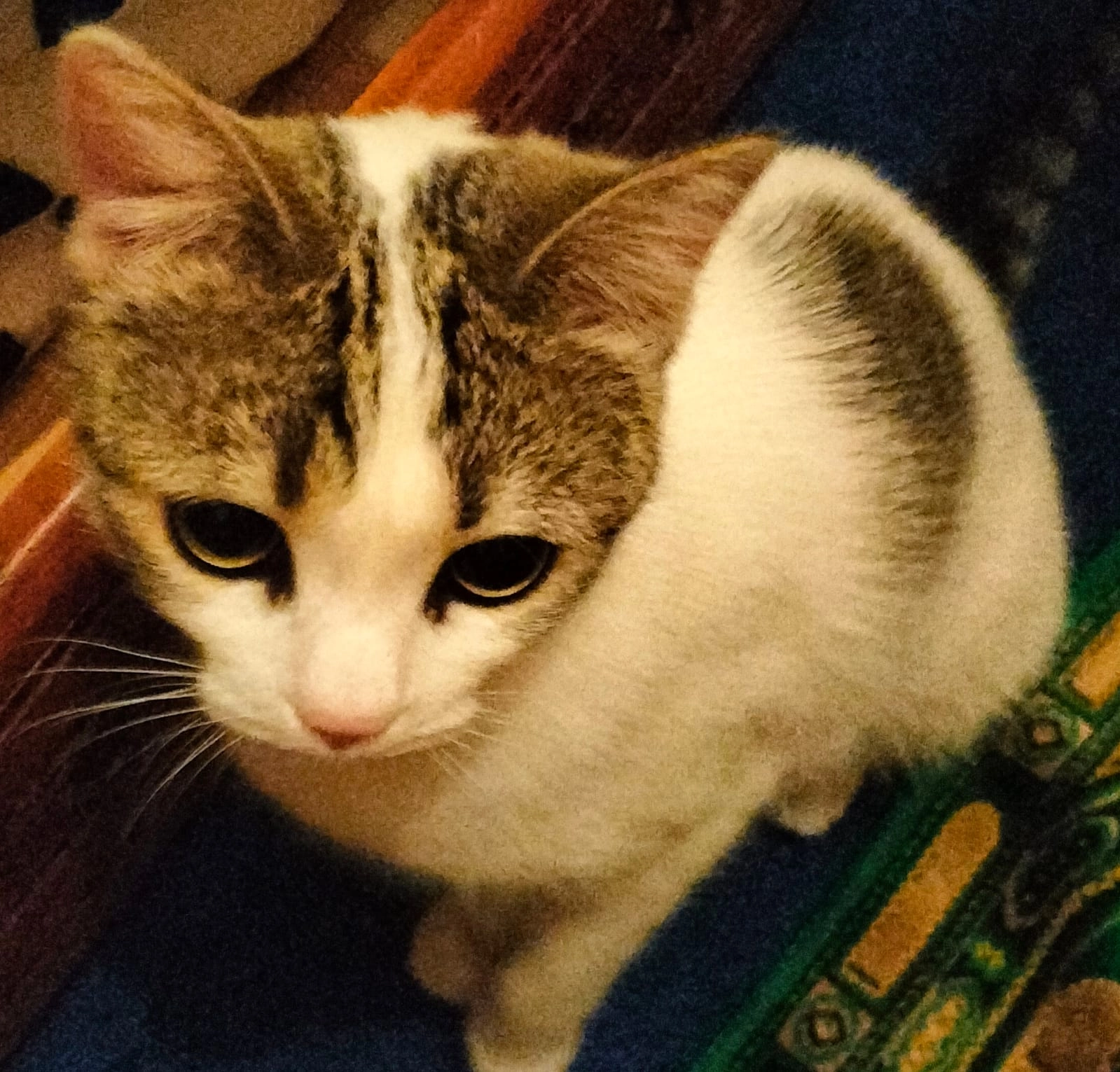 Siouxie  - 33 Contour Saint-Liévin, Wattrelos