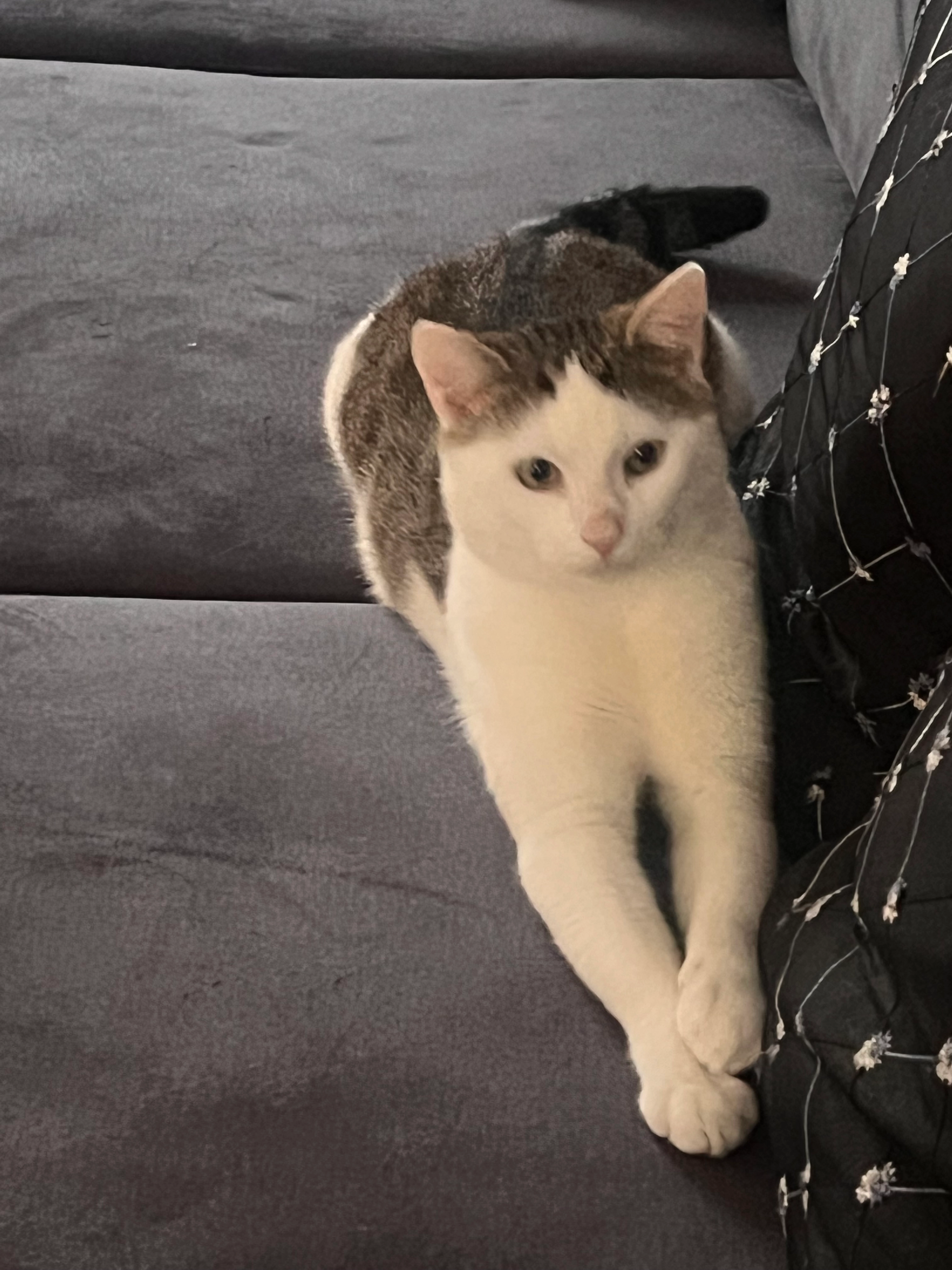 Lila - Professor Regoutstraat 123, Oss