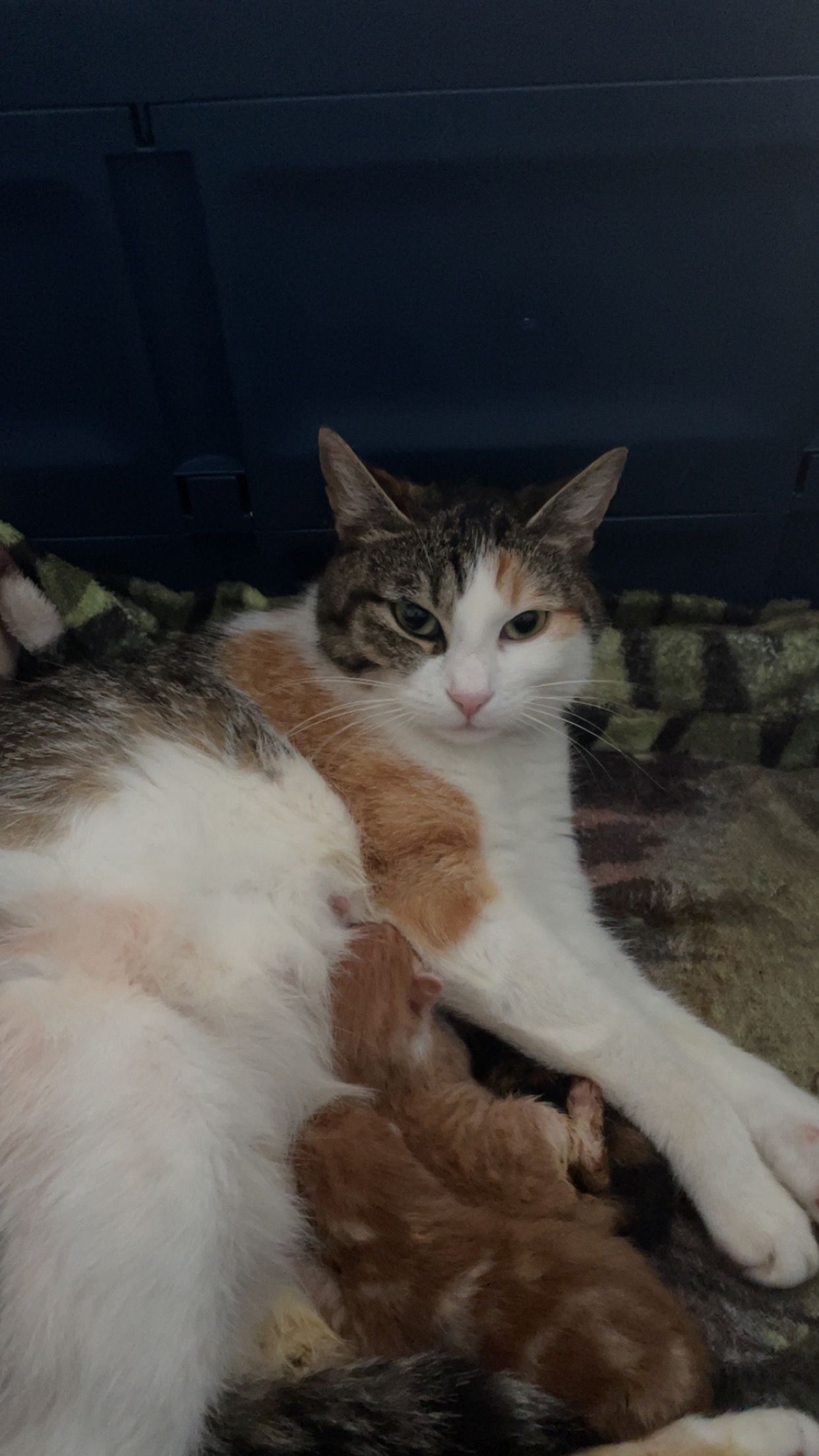 Minouche - 850 Avenue Jean Moulin, Montauban