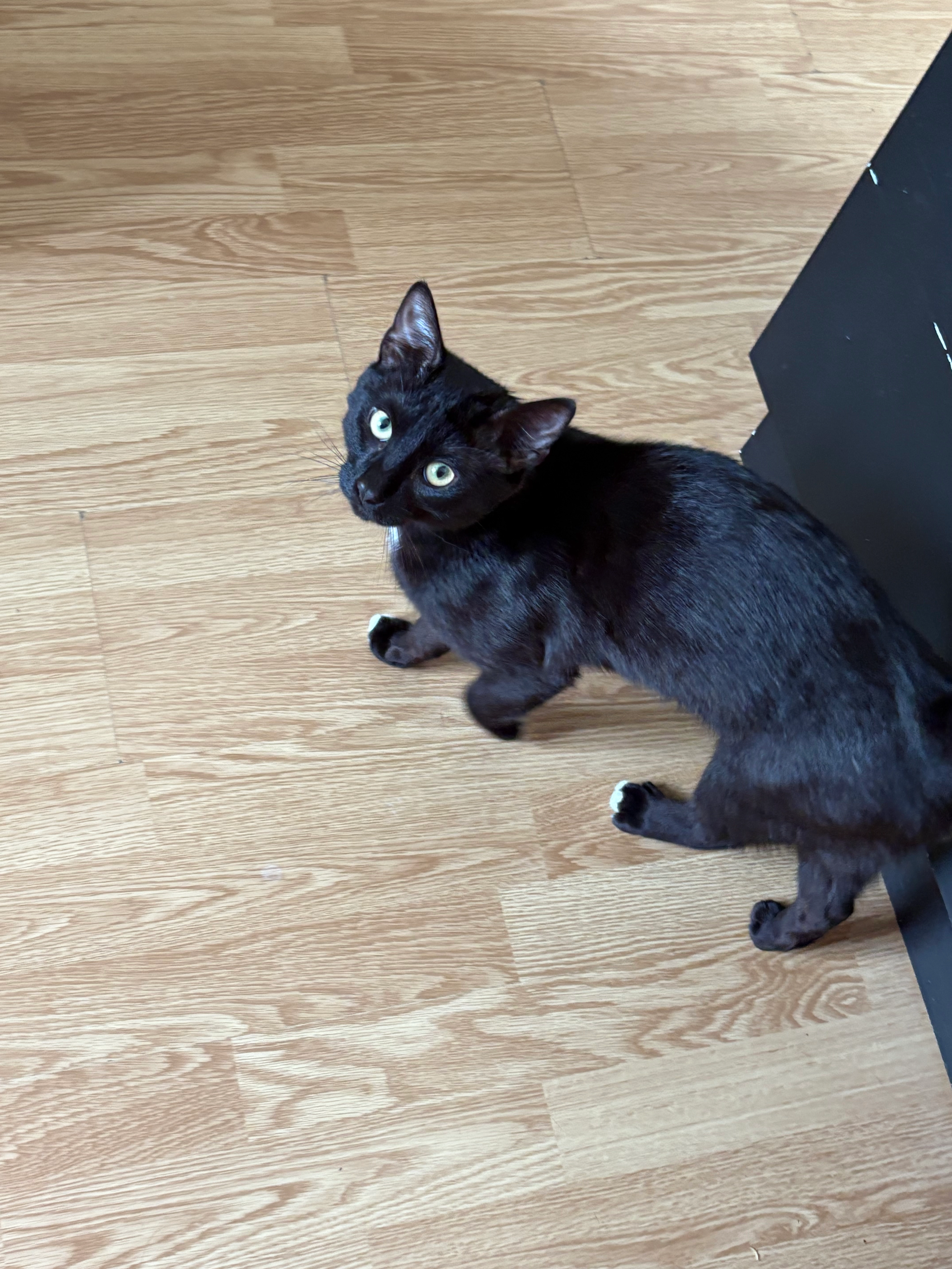 Milo - 8 Rue Antoine Beaucourt, Pont-à-Vendin