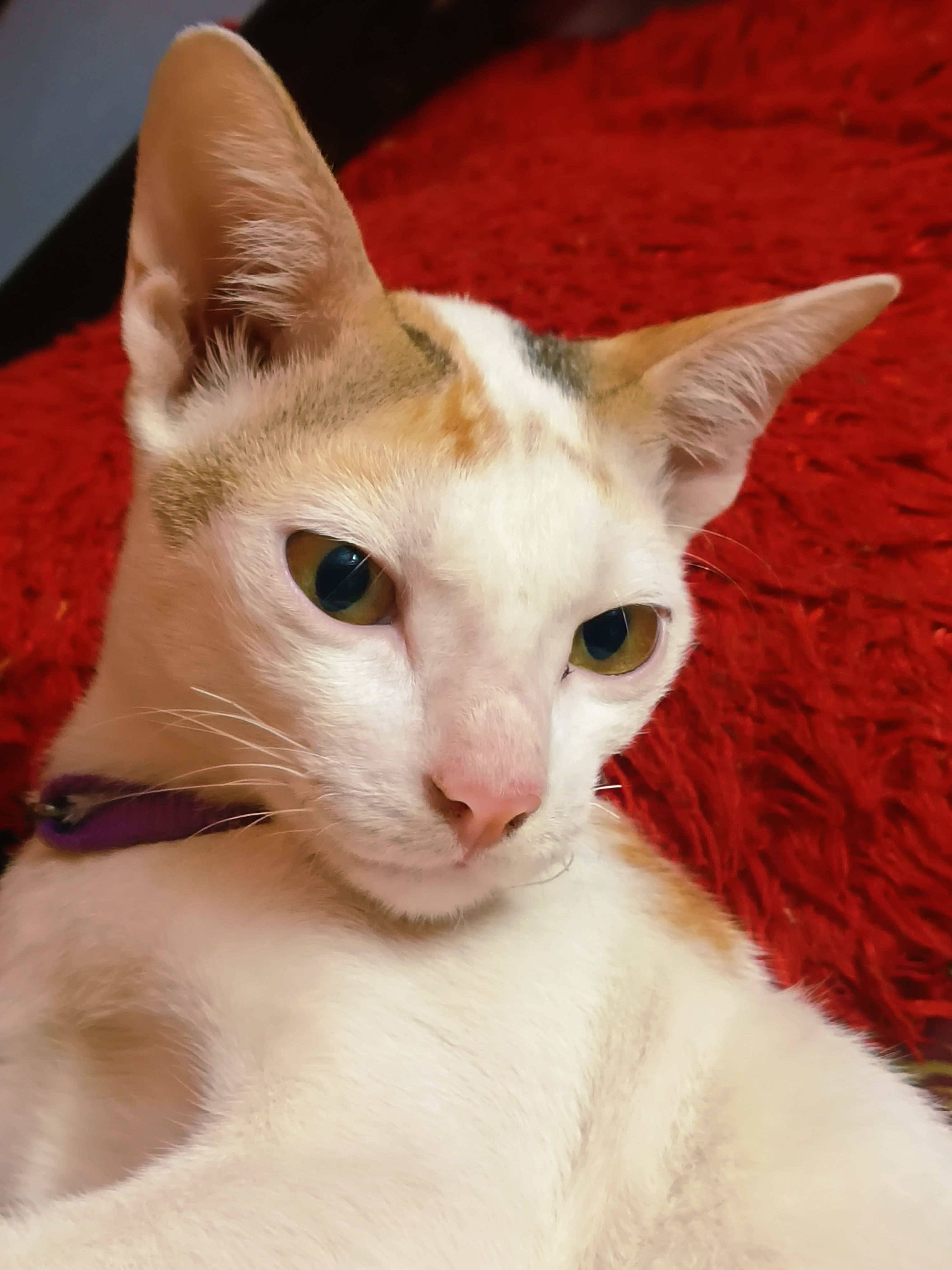 Lilly - Vellalar Street, Chennai