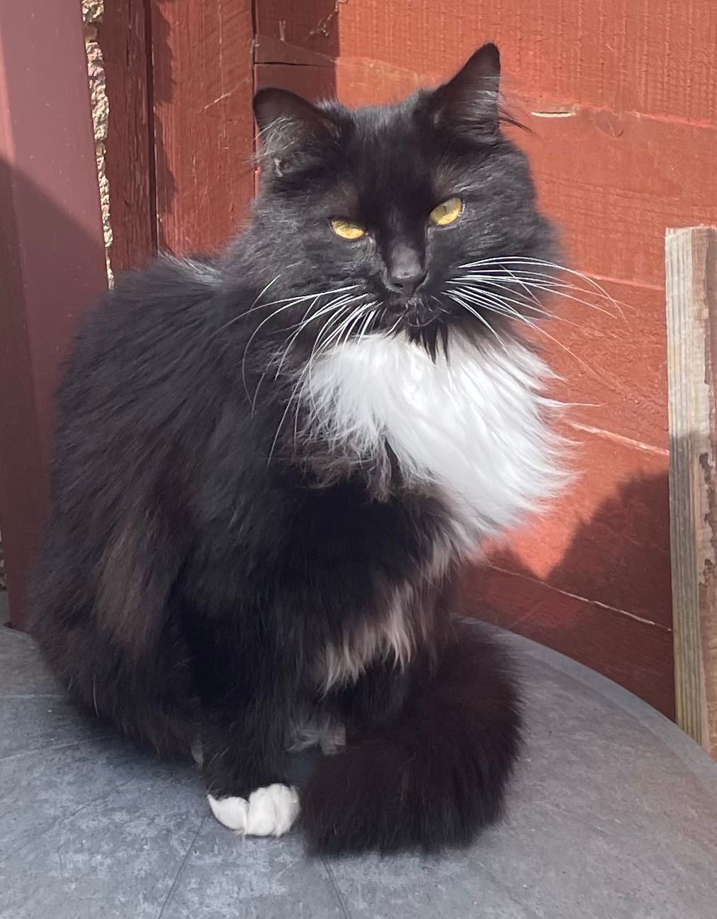 Timothy - Whatcombe Road, Frome