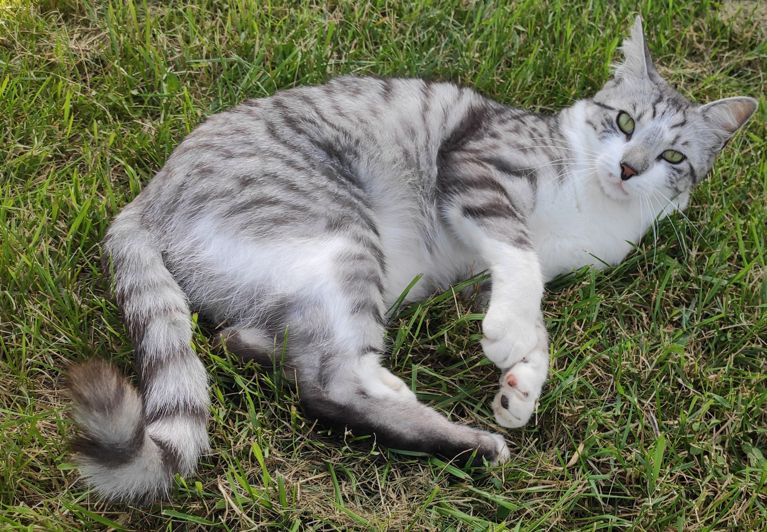 Shelby  - 195 Rue de Nottuln, Saint-Amand-Montrond