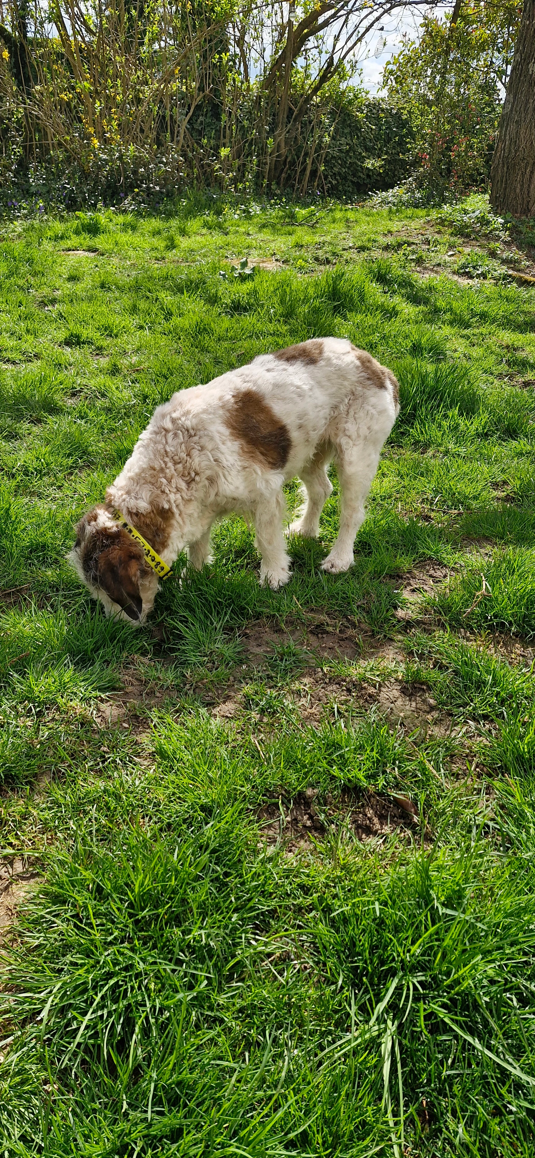 Dolly - Rue De Chamoges, Baron