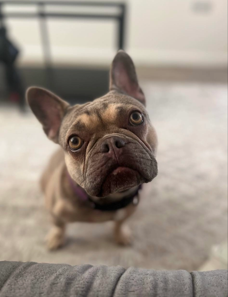 Mimi - Elmbank Terrace, Aberdeen