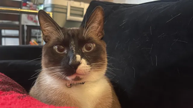 A male cat named Robin  - 1315 E Colon St, Wilmington