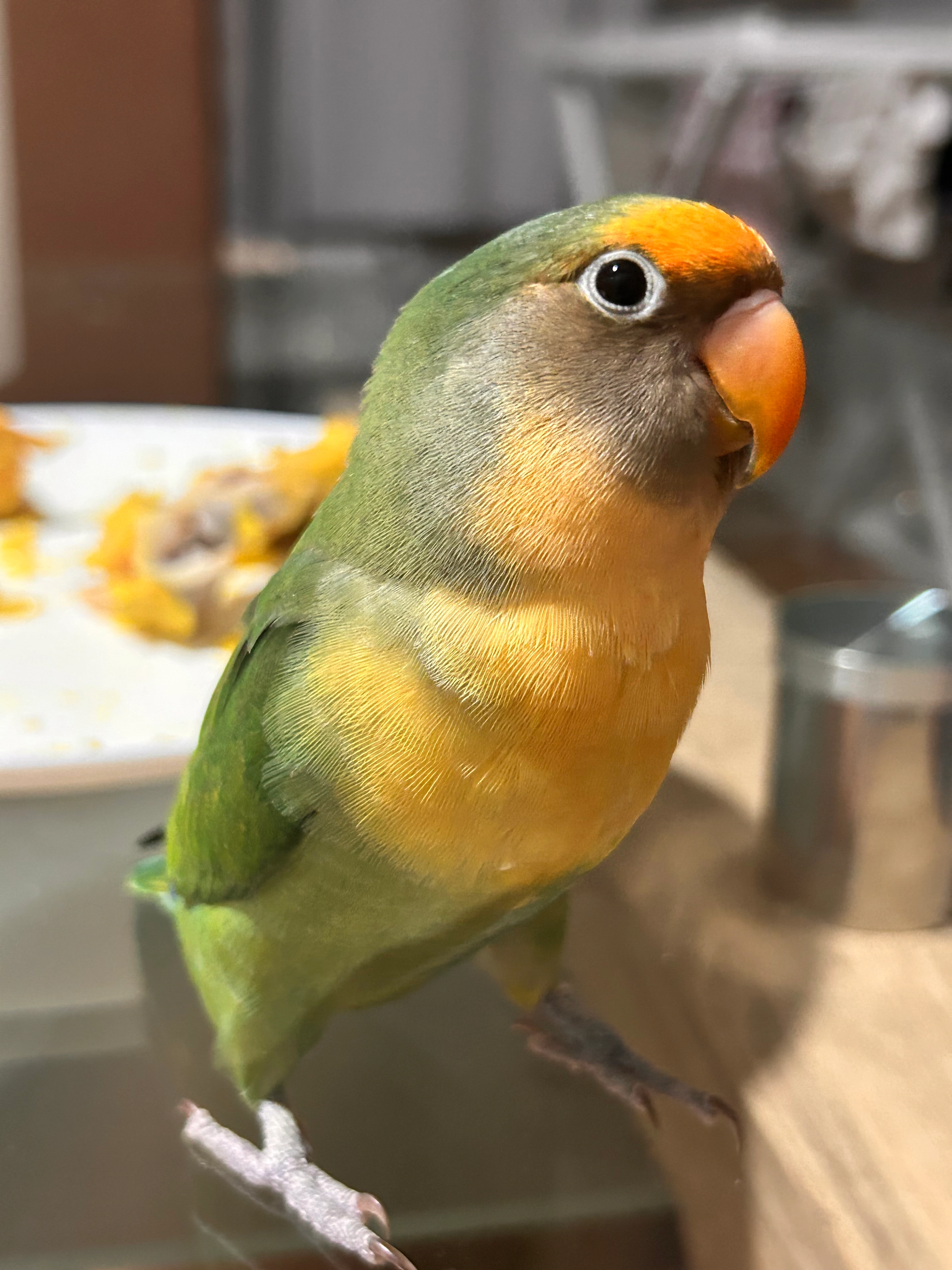 Es un pájaro agaporni - Calle del Alcañizo 30, Escalona