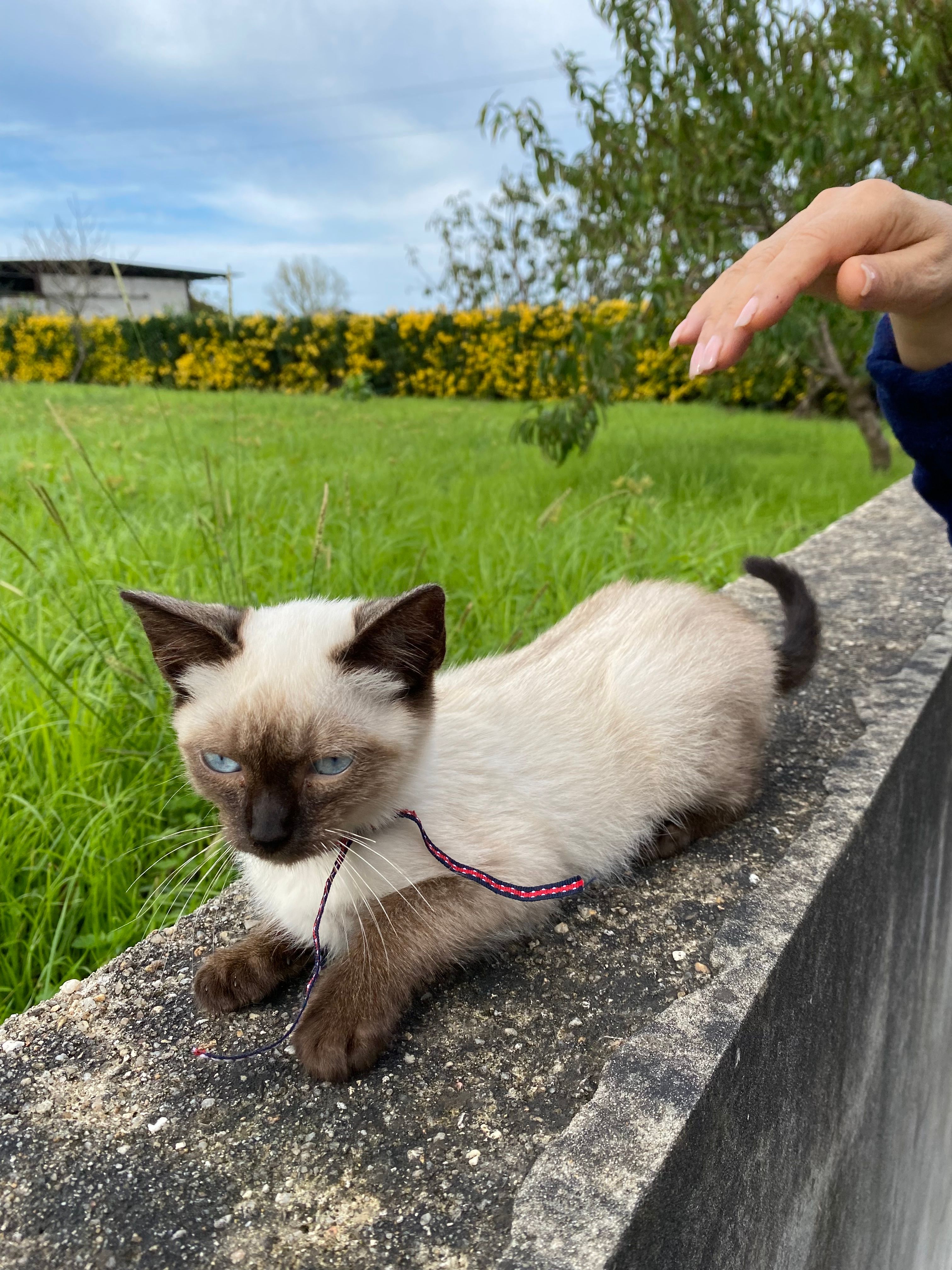 Mia - Rua De José Moura Countinho Benemerito, Muro