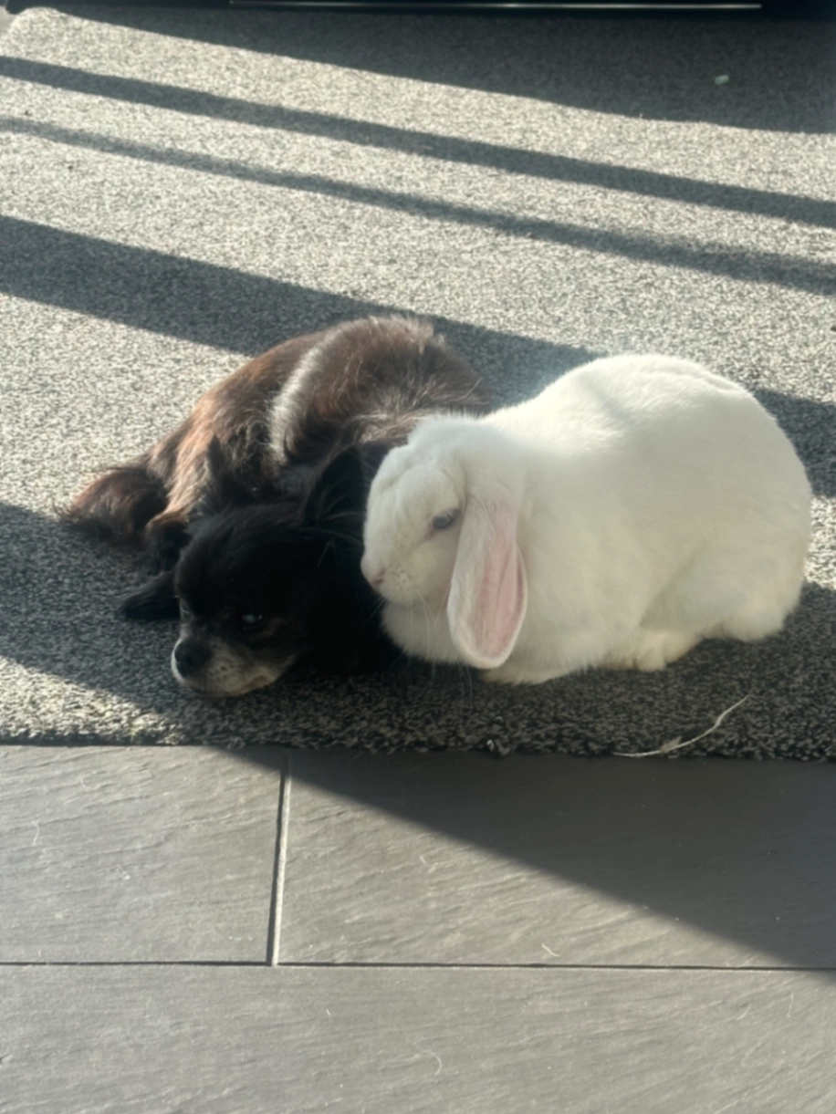 Shimmer - London Road, Aylesford