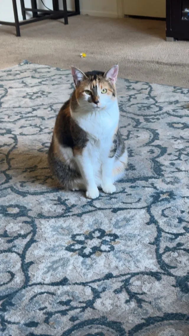Lucy - Baywood Drive, Petaluma