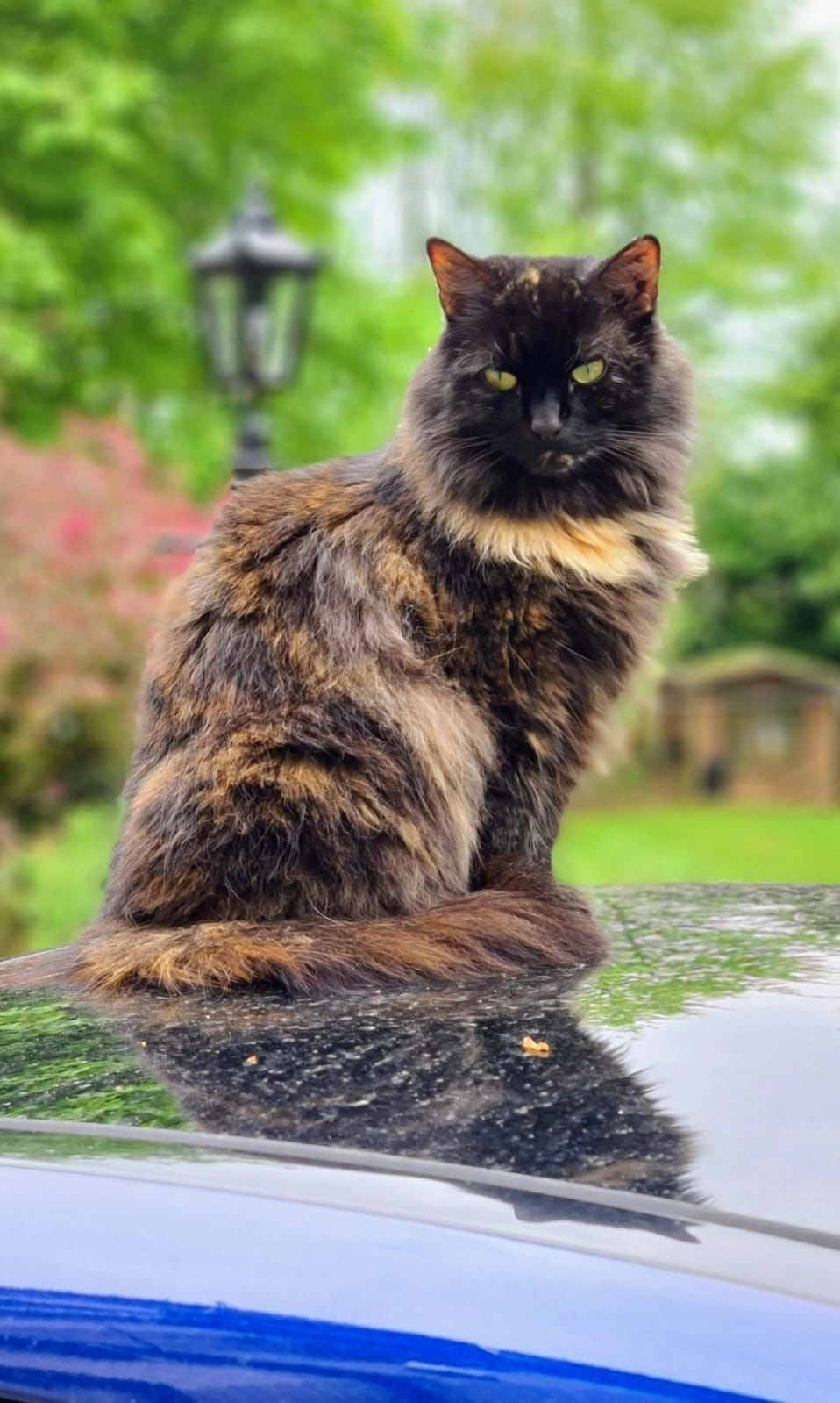 Pepper  - BL1 7, Bolton