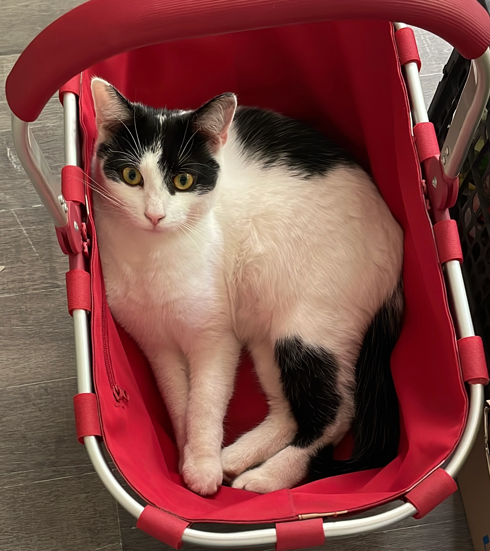 Biskuit - Flachsweg, Harsefeld