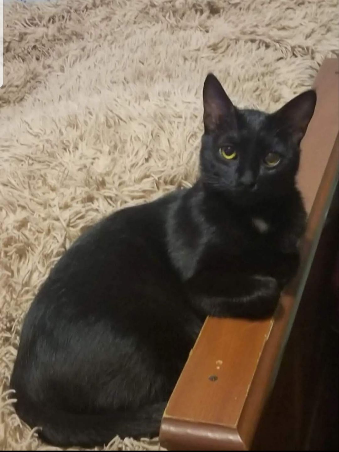 Альпа - Курортный проспект,Искра, Сочи