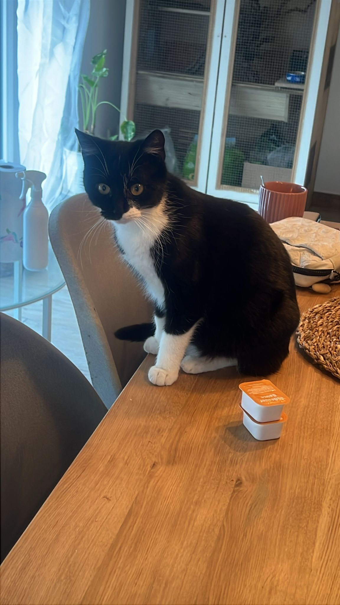 Nala  - Rosenstraße, Velden