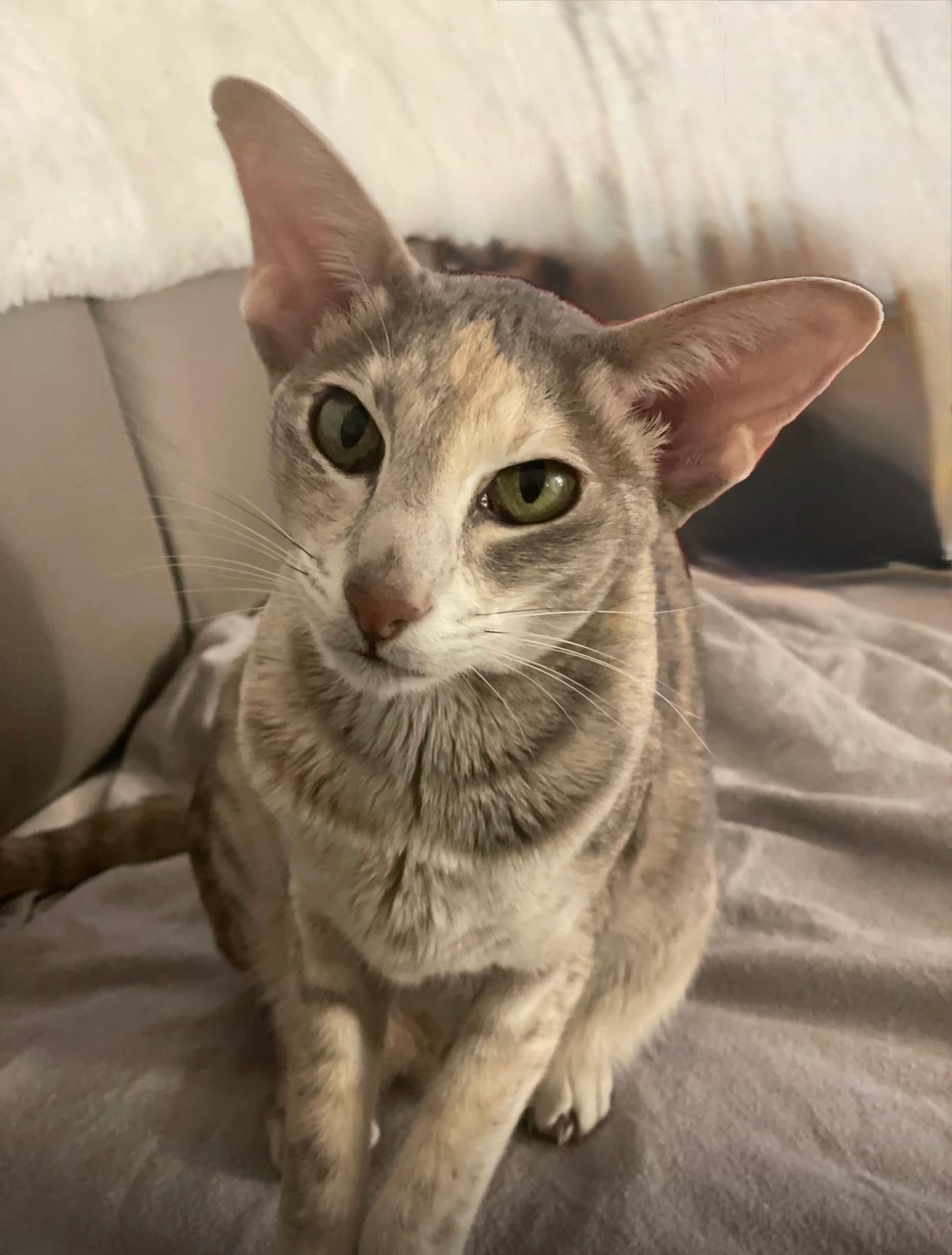 Cleo - Spitalberg, Akazienhofstraße, Klagenfurt am Wörthersee