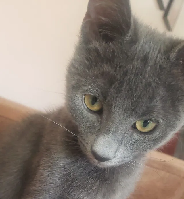 Baby Kitties - 7440 E 45th St, Tucson