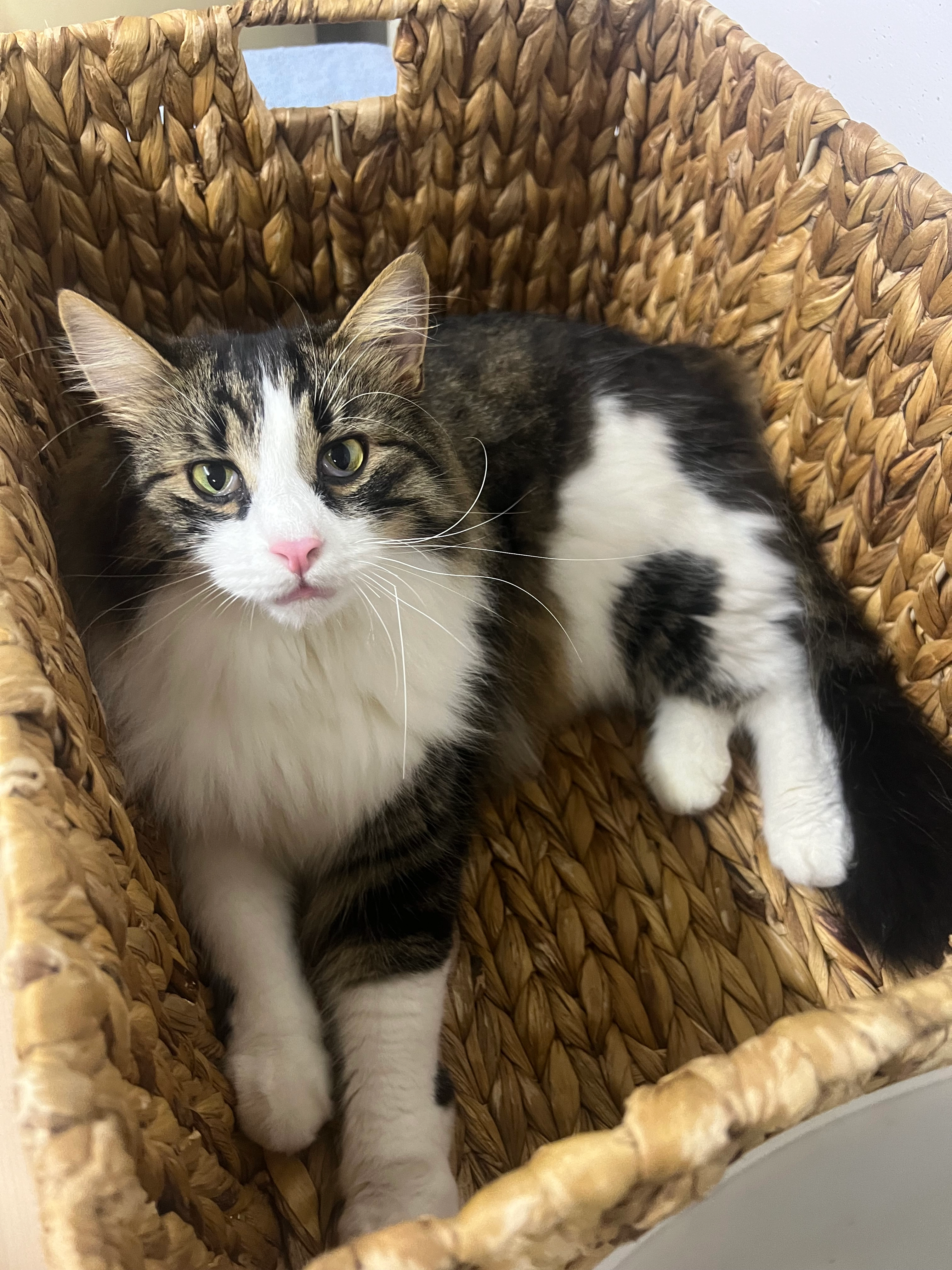 Krümmel - Haldenwis 7, Oberbüren