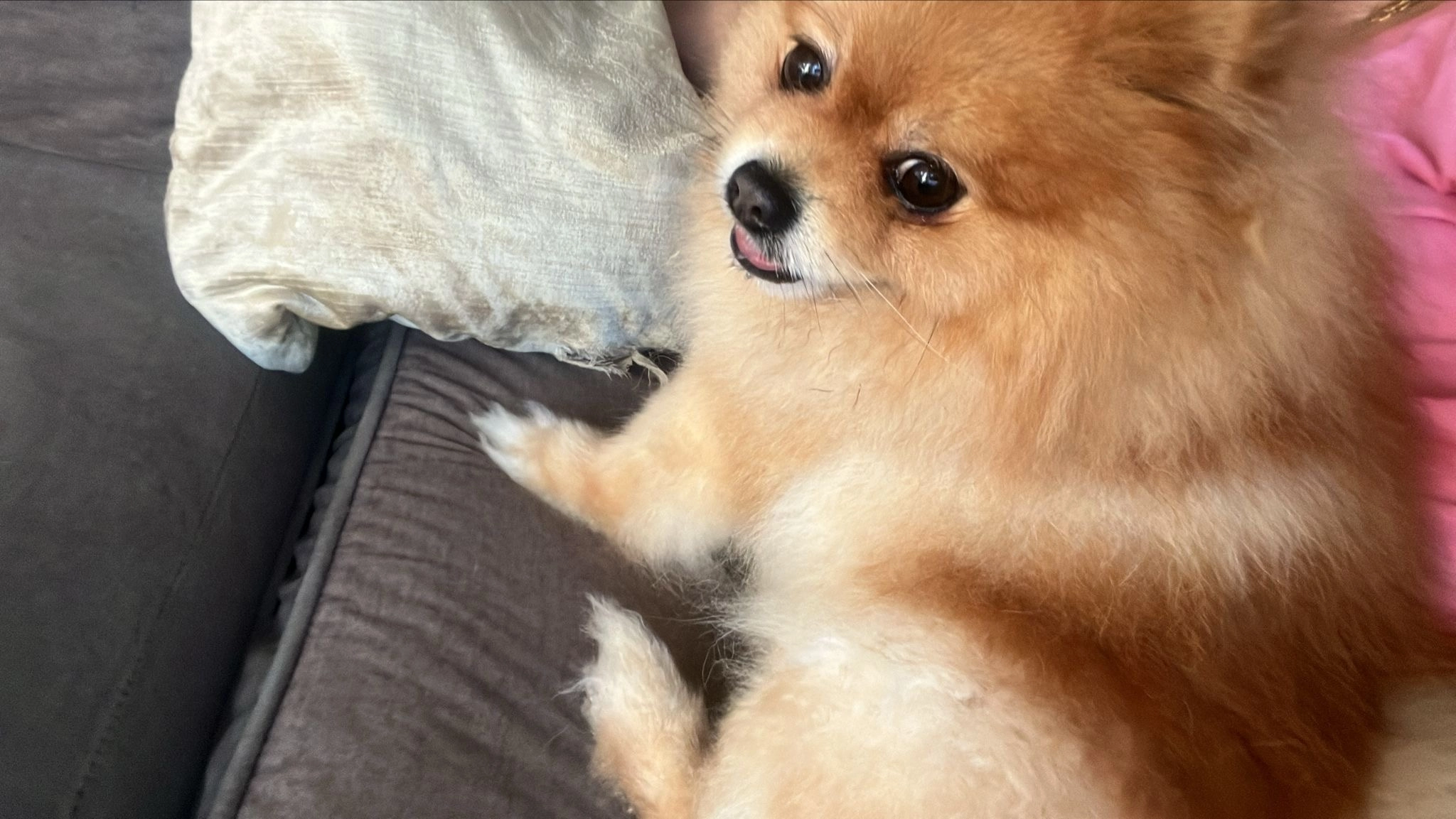 Jacks - Houtzaagmolen, Hoorn