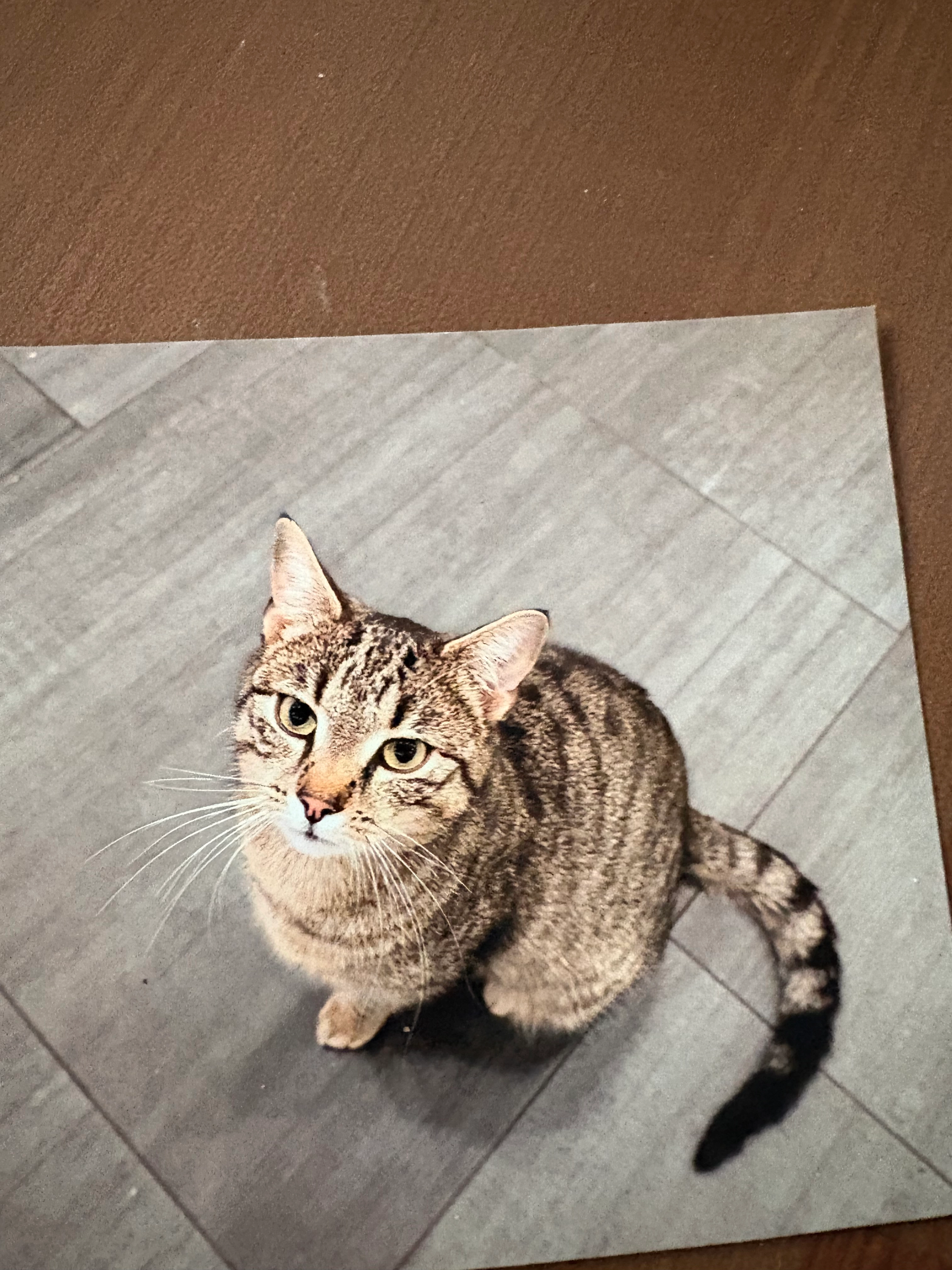 Molly - Südstraße, Kreuzau