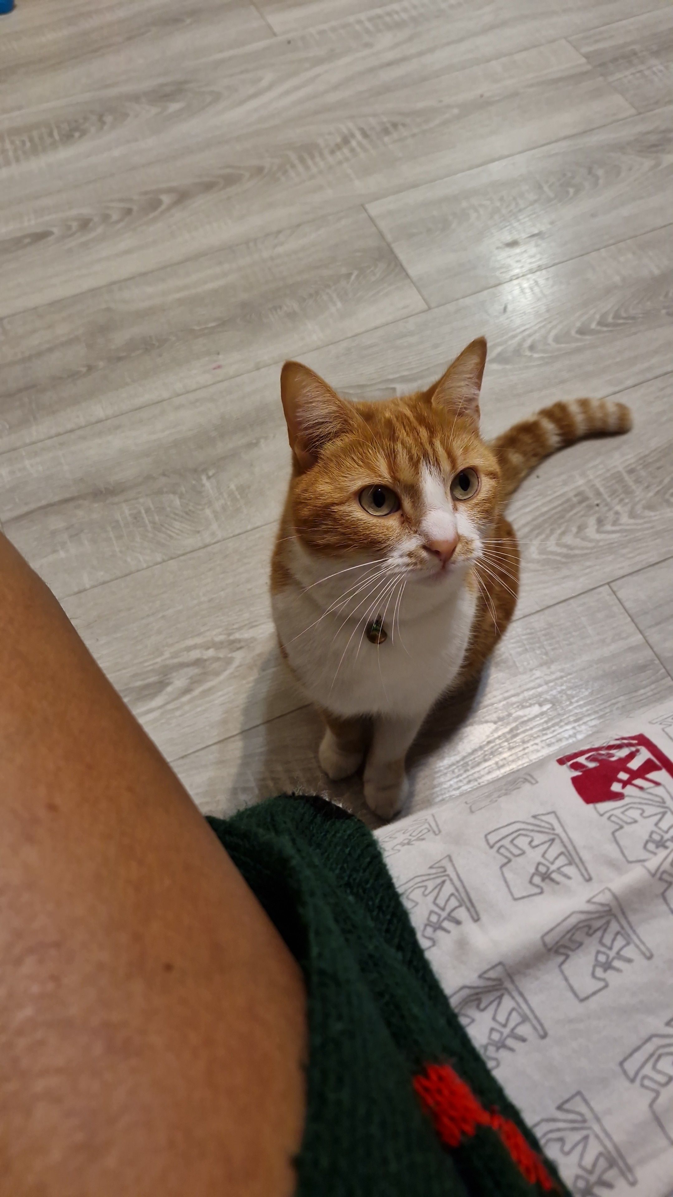 Talya - Avenue Guillaume le Taciturne, Orange