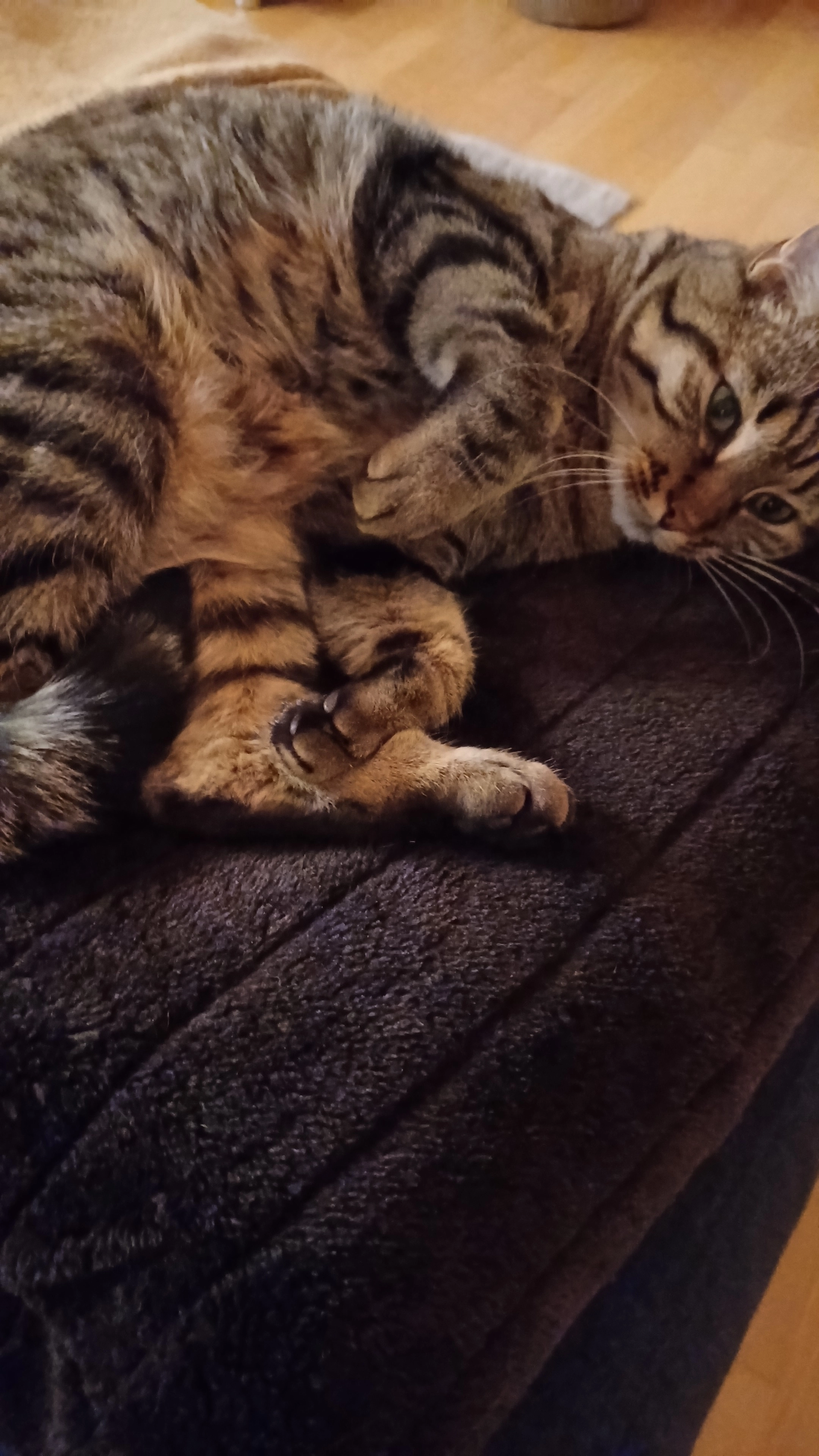 Pedro - Boulevard de la Forêt 63, Pully