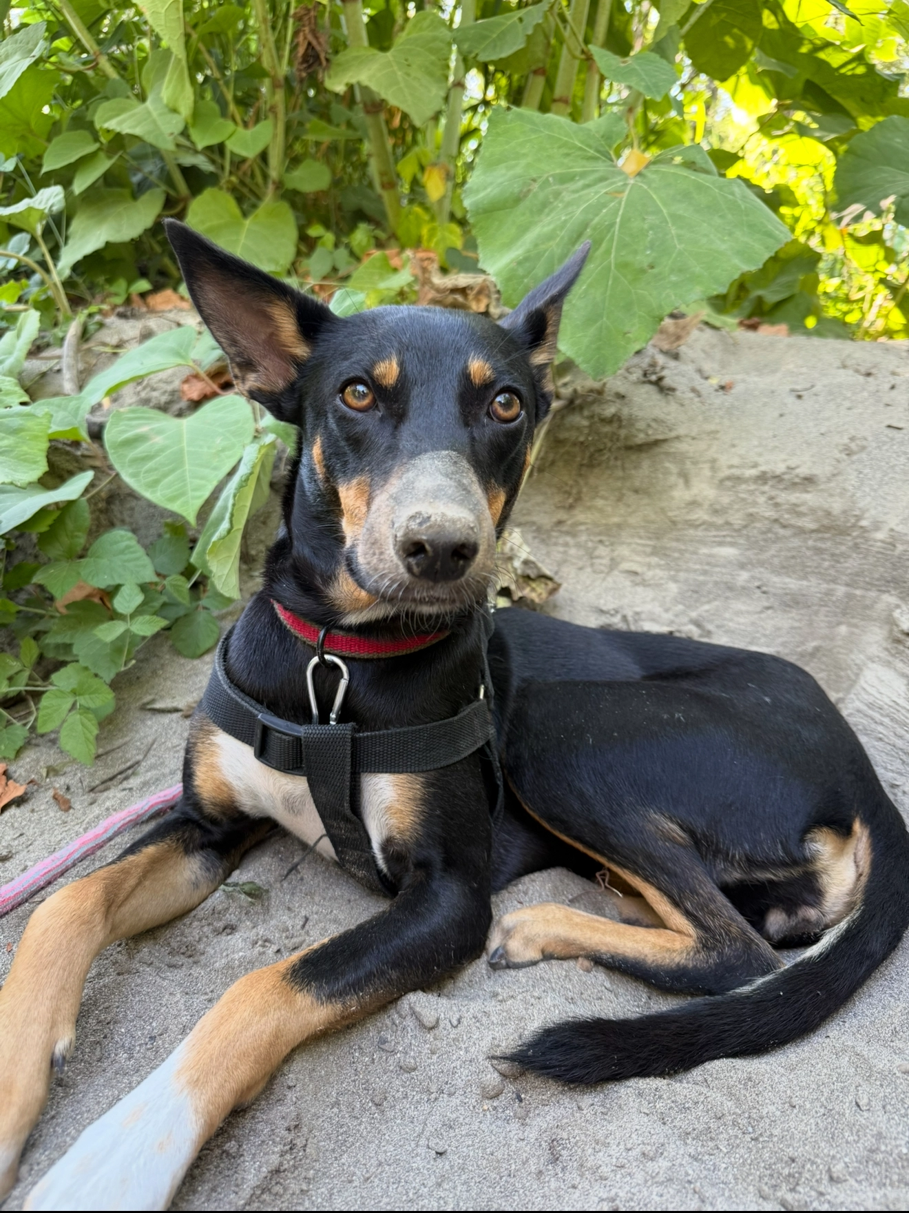 Vika - Avenue Du Petit Port, Annecy
