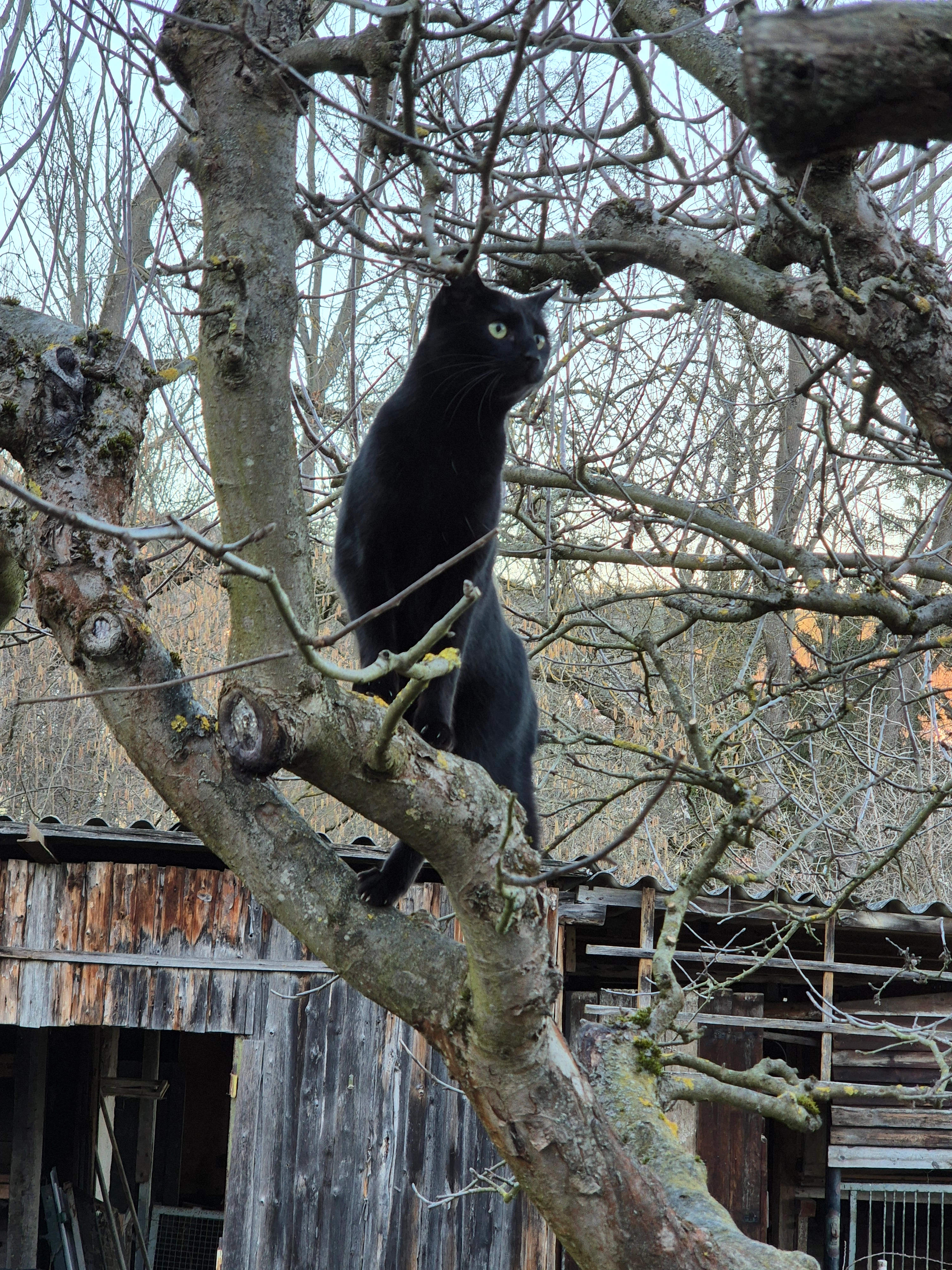 Lilly - Am Tatzend, Jena