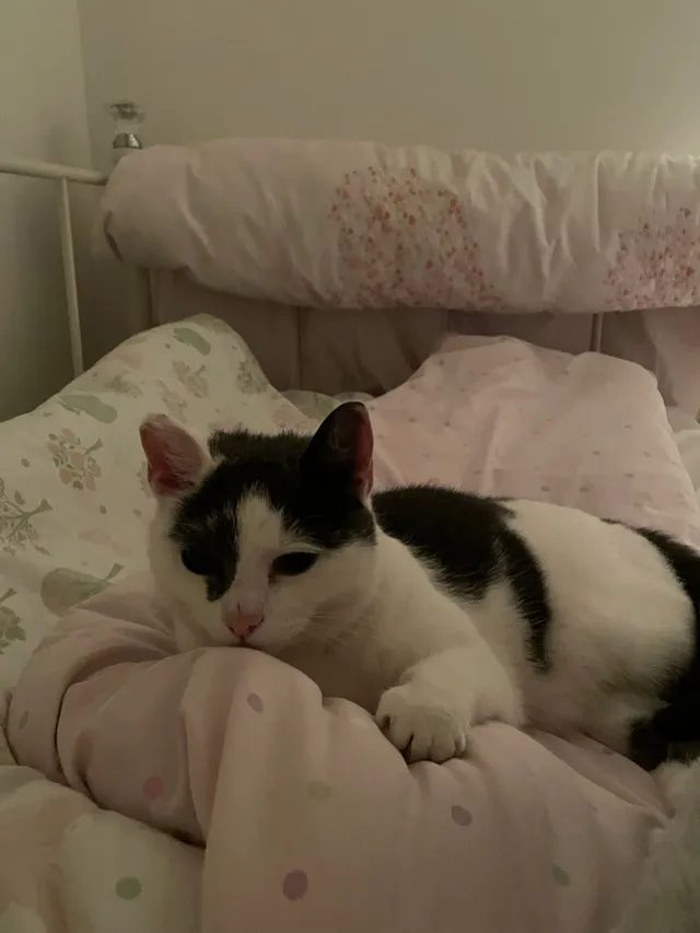 Ellie - Raleigh Crescent, Stevenage