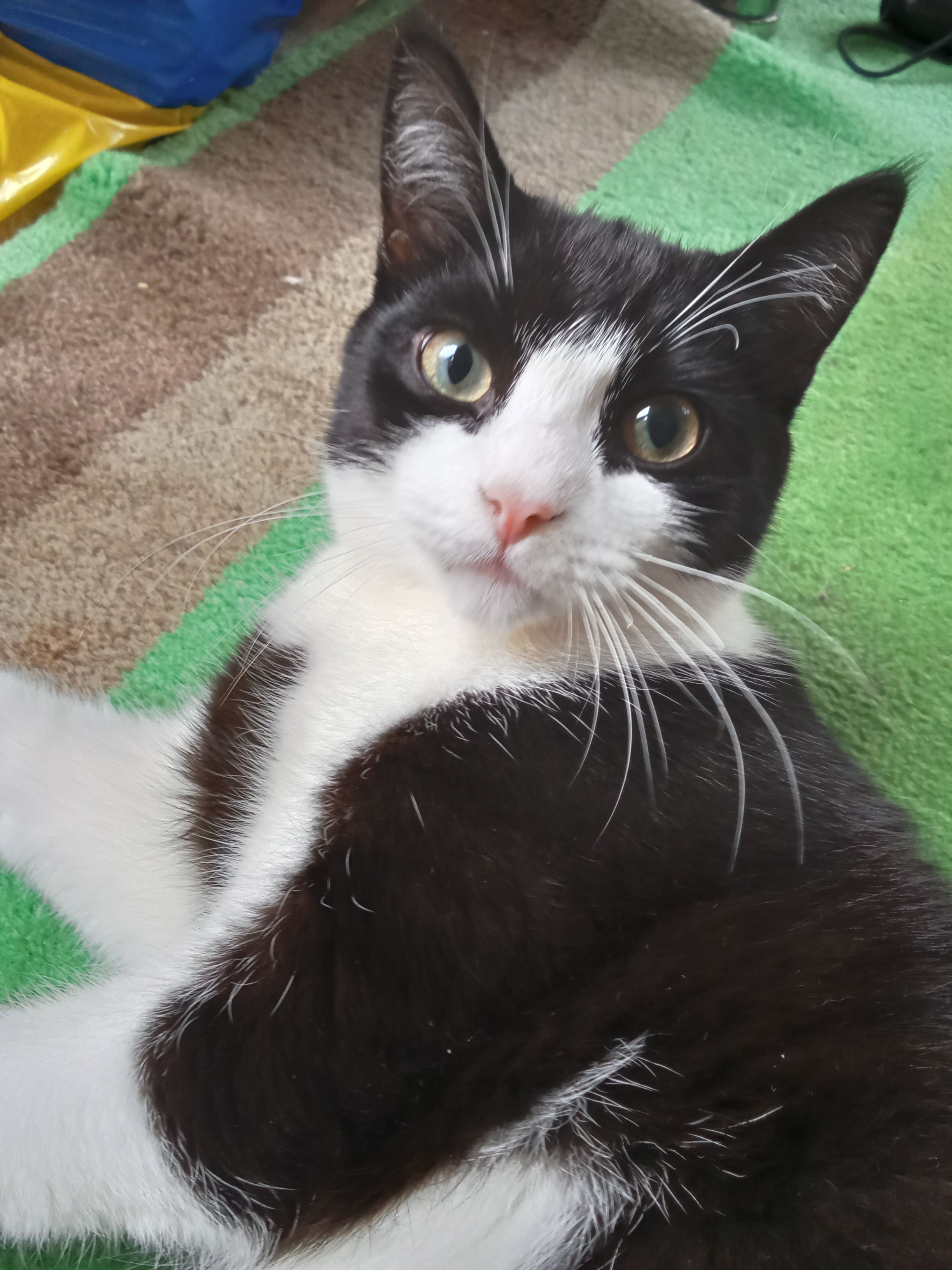 Orca - Aneurin Way, Swansea