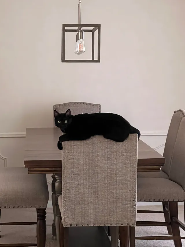 Pepper - Arrowhead Drive, Baytown