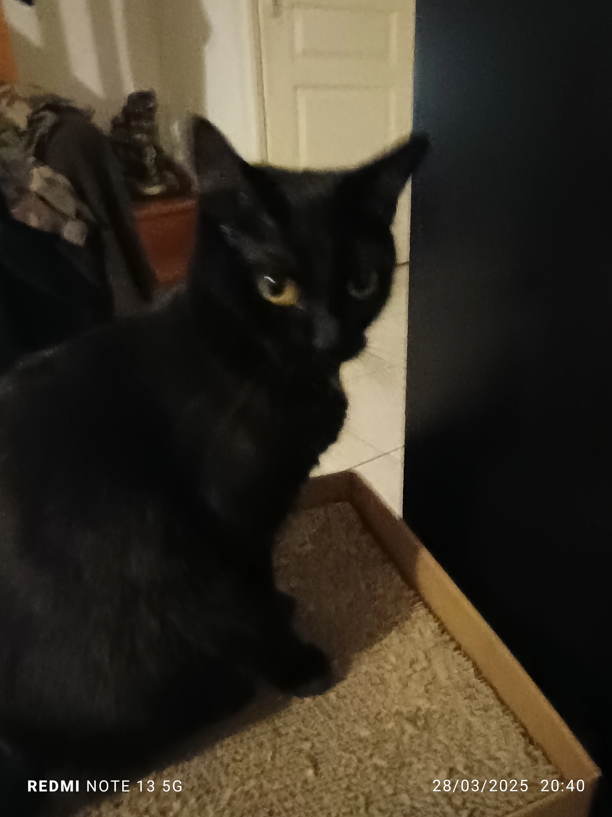 Nox  - Impasse Louis Daquin, Carcassonne