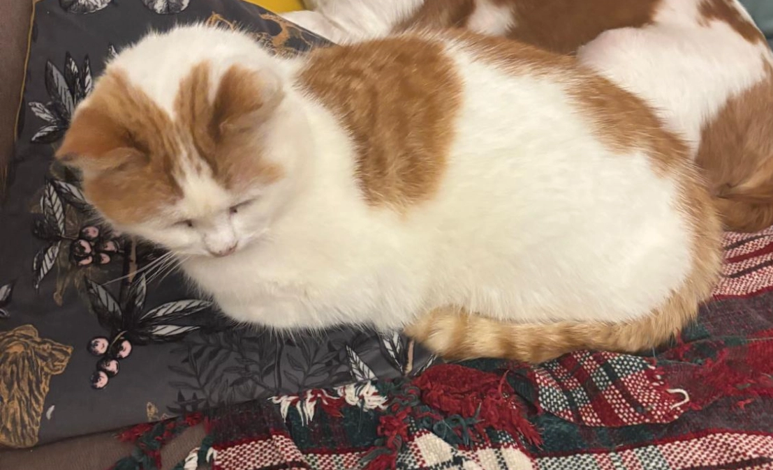 Maisy - Bantry Road, Warrenscourt