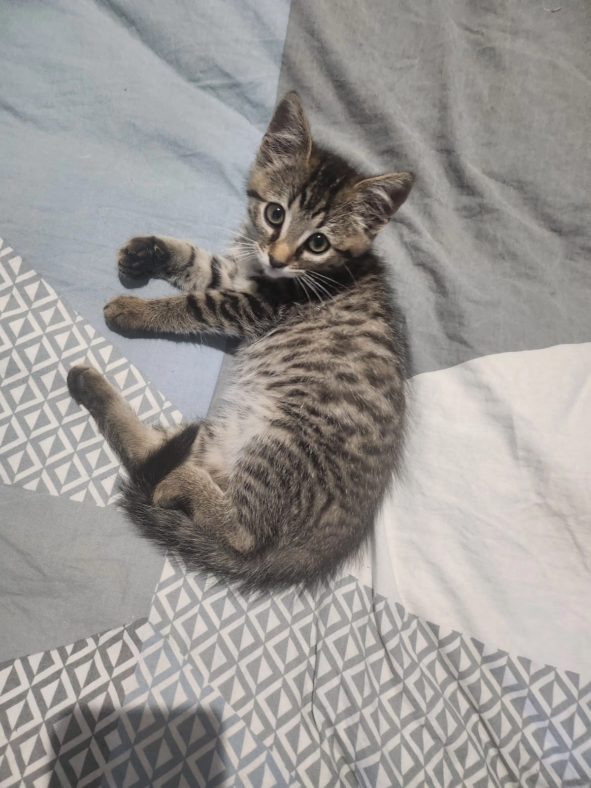 ARTY  - Rue Des Epinettes, Mondevert